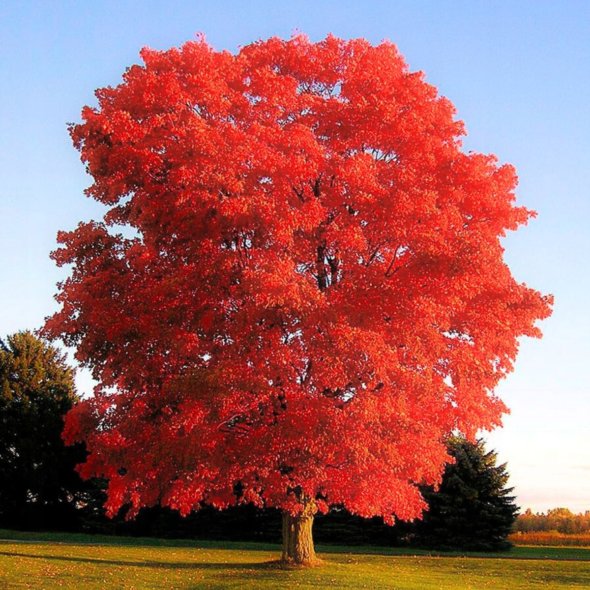 Красивое красное дерево. Дуб красный Quercus rubra. Клён канадский краснолистный. Клен канадский остролистный. Канадский остролистный дуб.