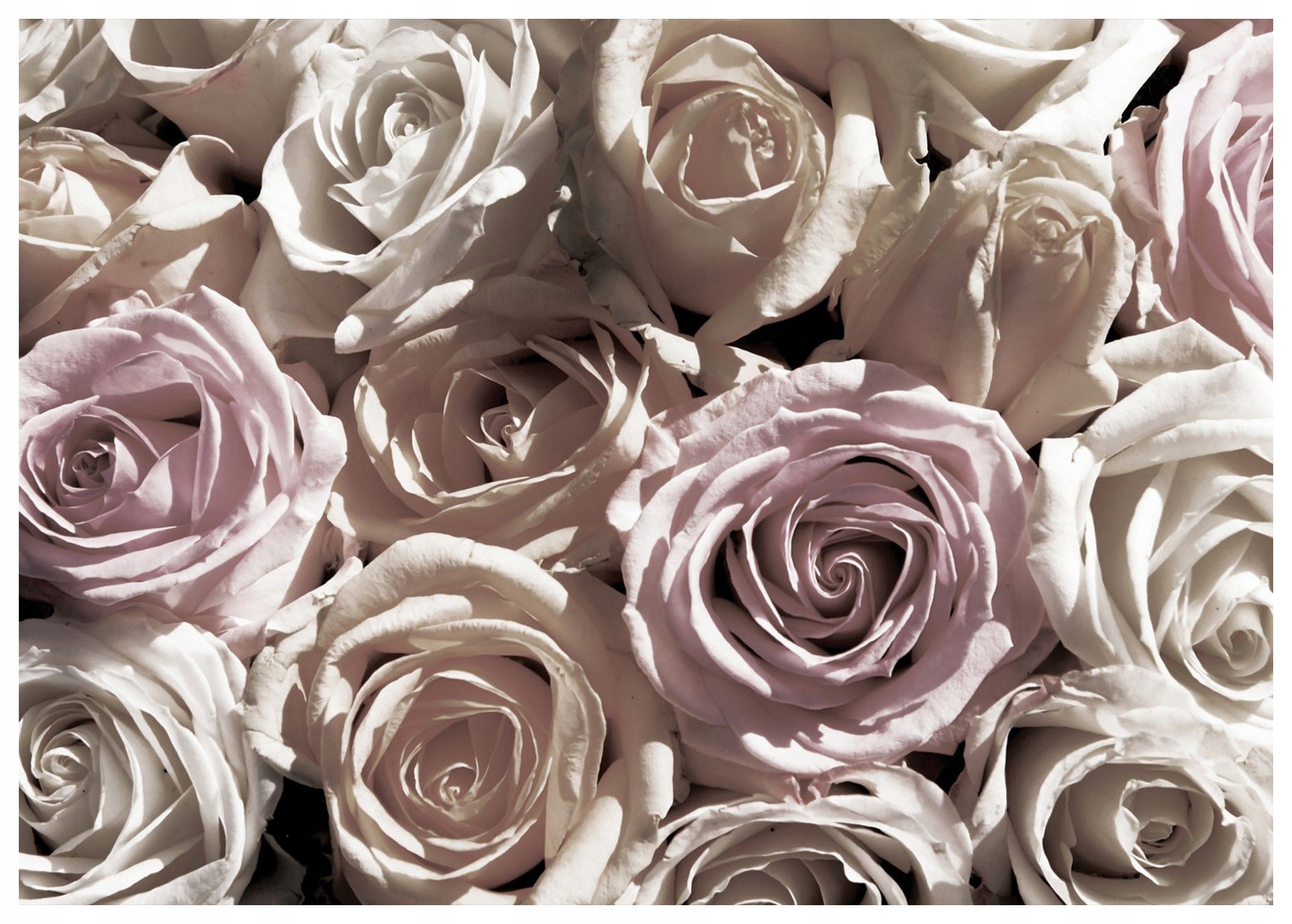 Vliesová fototapeta Růže pupeny květin jemnost 208x146 lepidlo