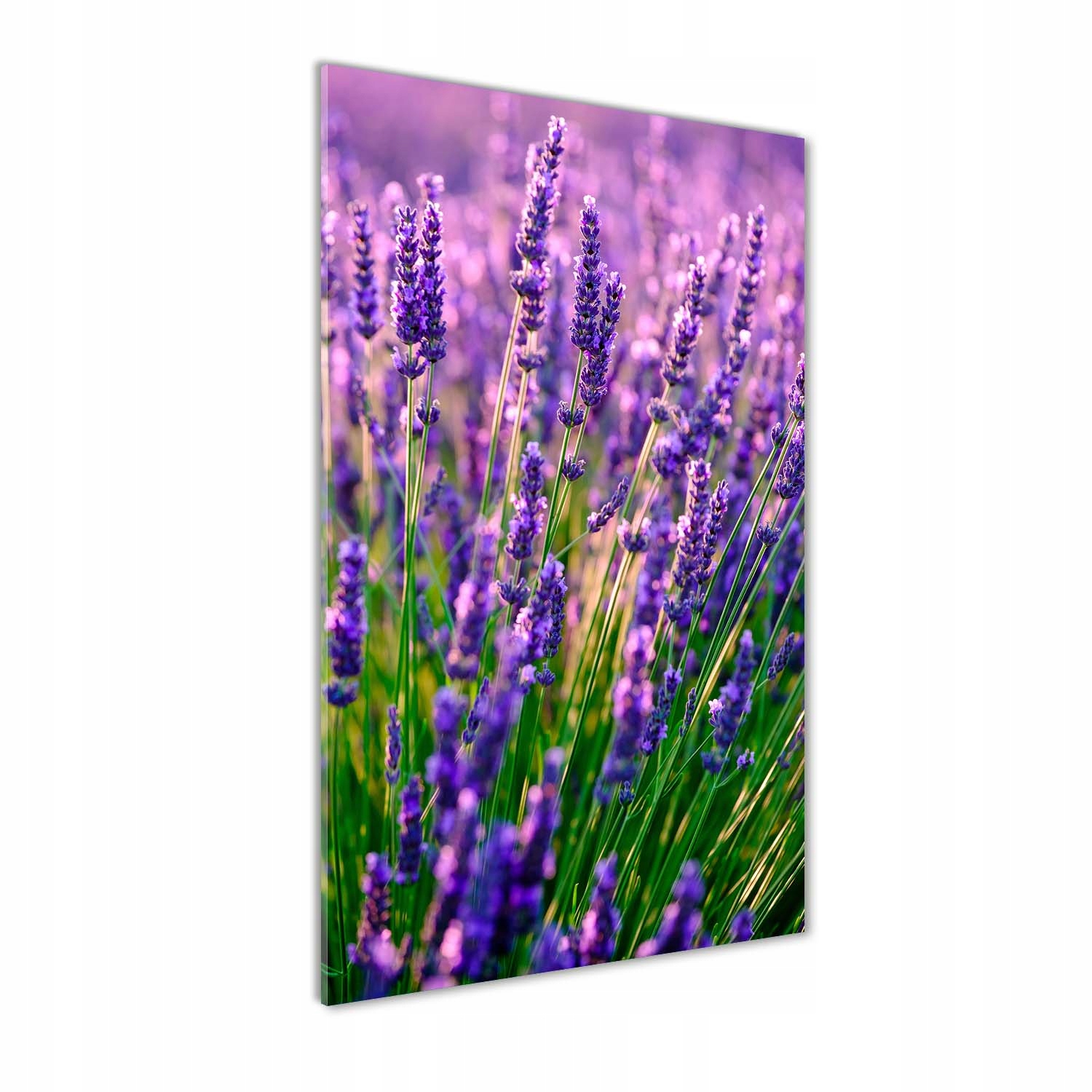 

Nowoczesny fotoobraz akrylowy Pole lawendy 60x120
