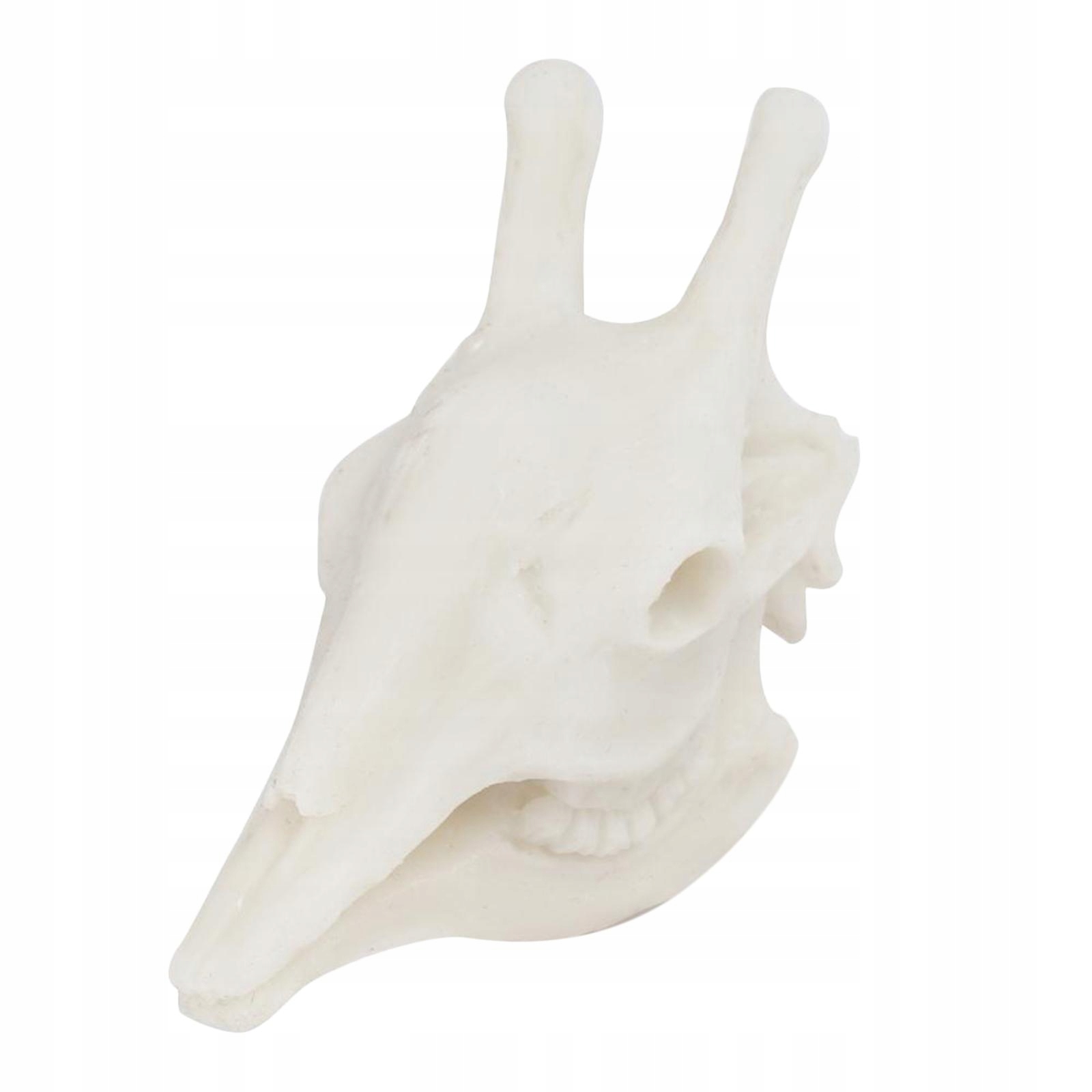 Aquarium Skull Niska cena na Allegro.pl