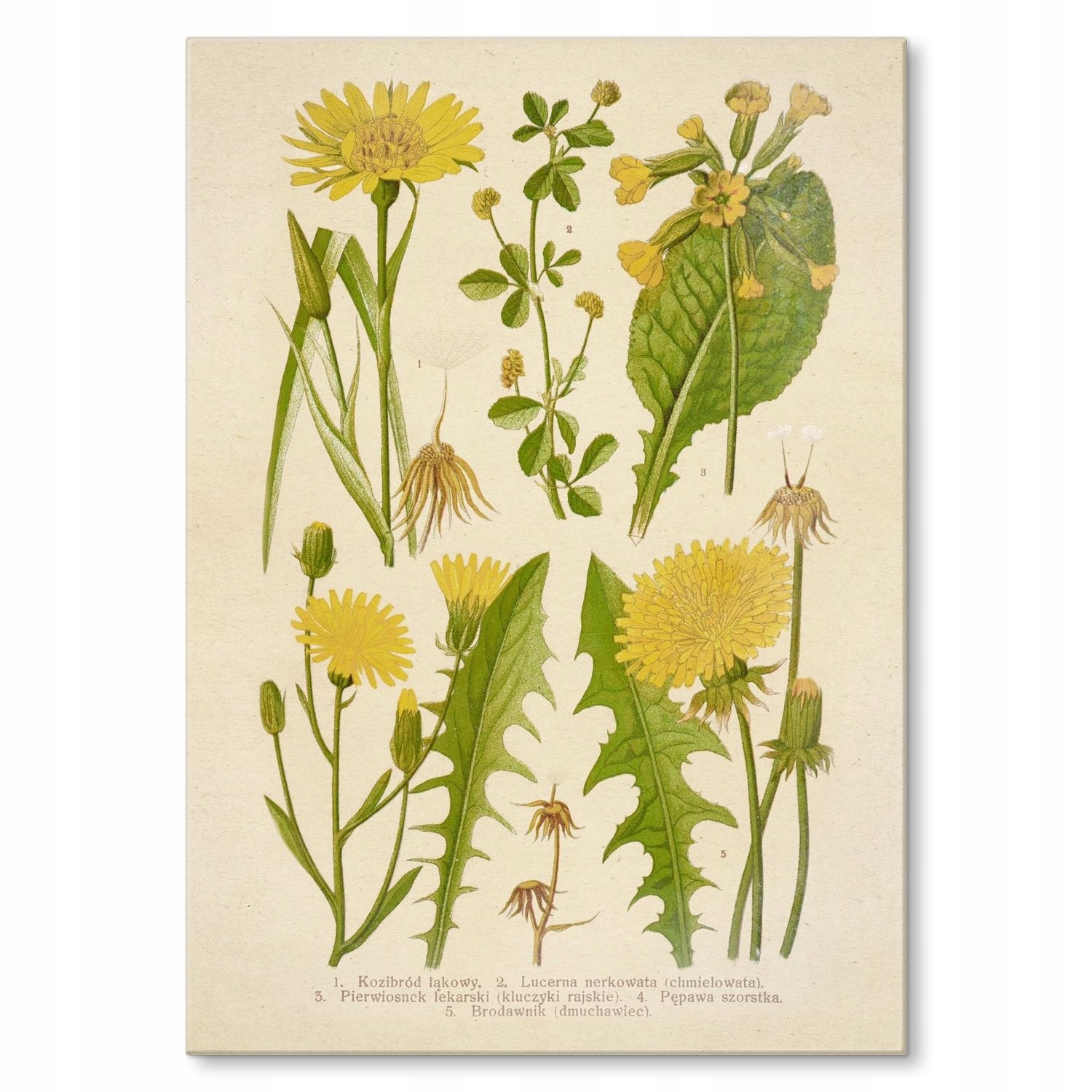 Kovový plakát Retro atlas Rostliny IV Šidítko Plech 22 x 31 cm Dárek