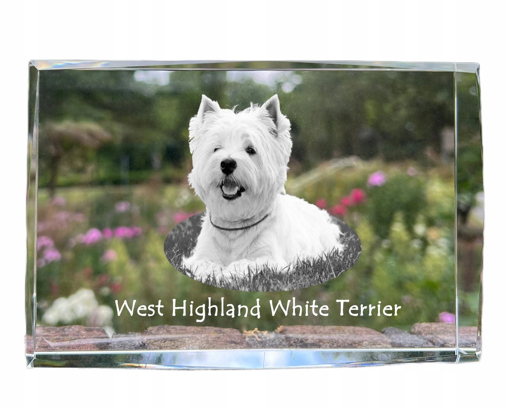 West Highland White Terrier fotografia psa v kryštáli, suvenír, trofej
