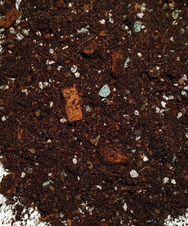 

Podłoże do Podłoże do Epipremnum, Scindapsus