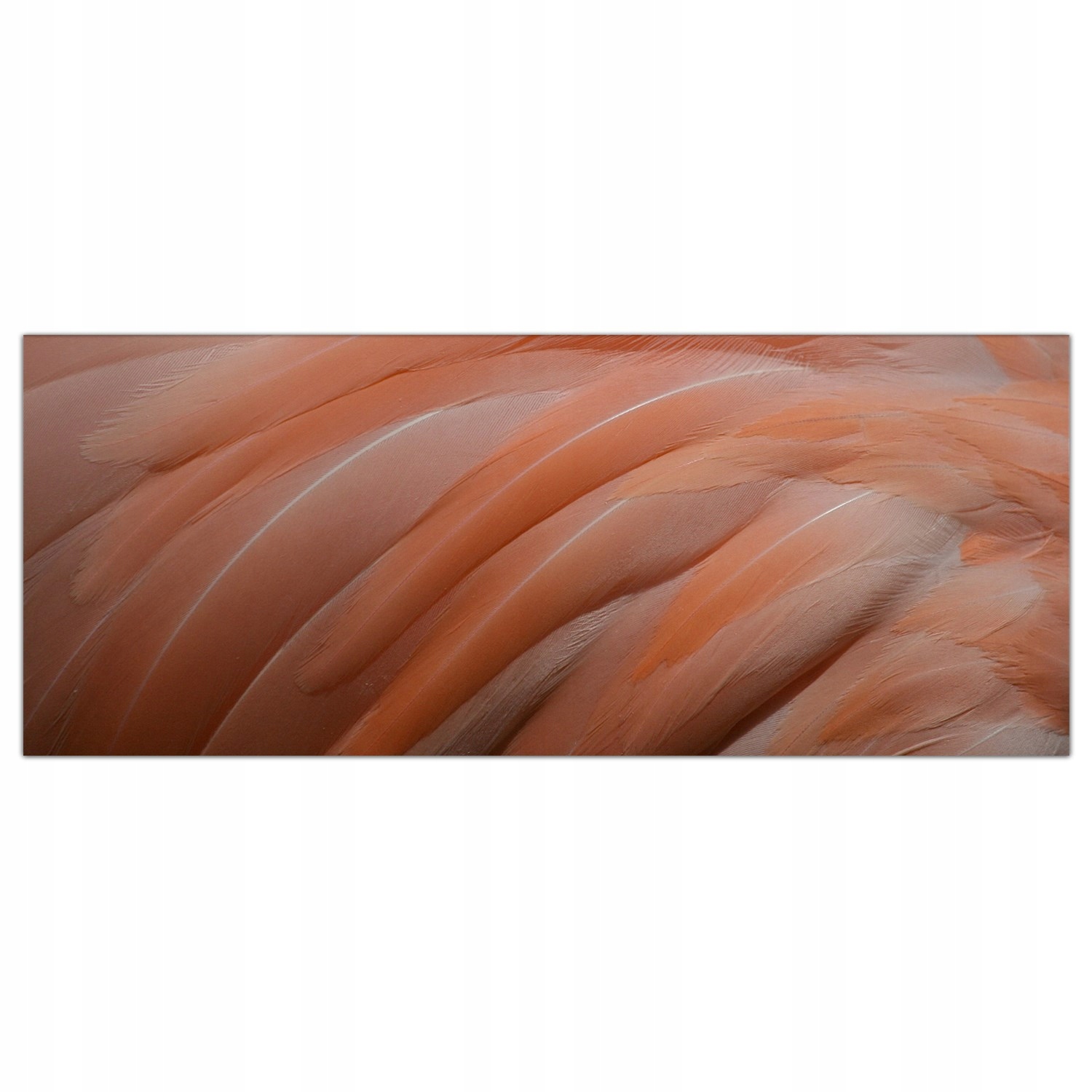 

Obraz na szkle Foto Flaming Ptak Zwierzę 125x50