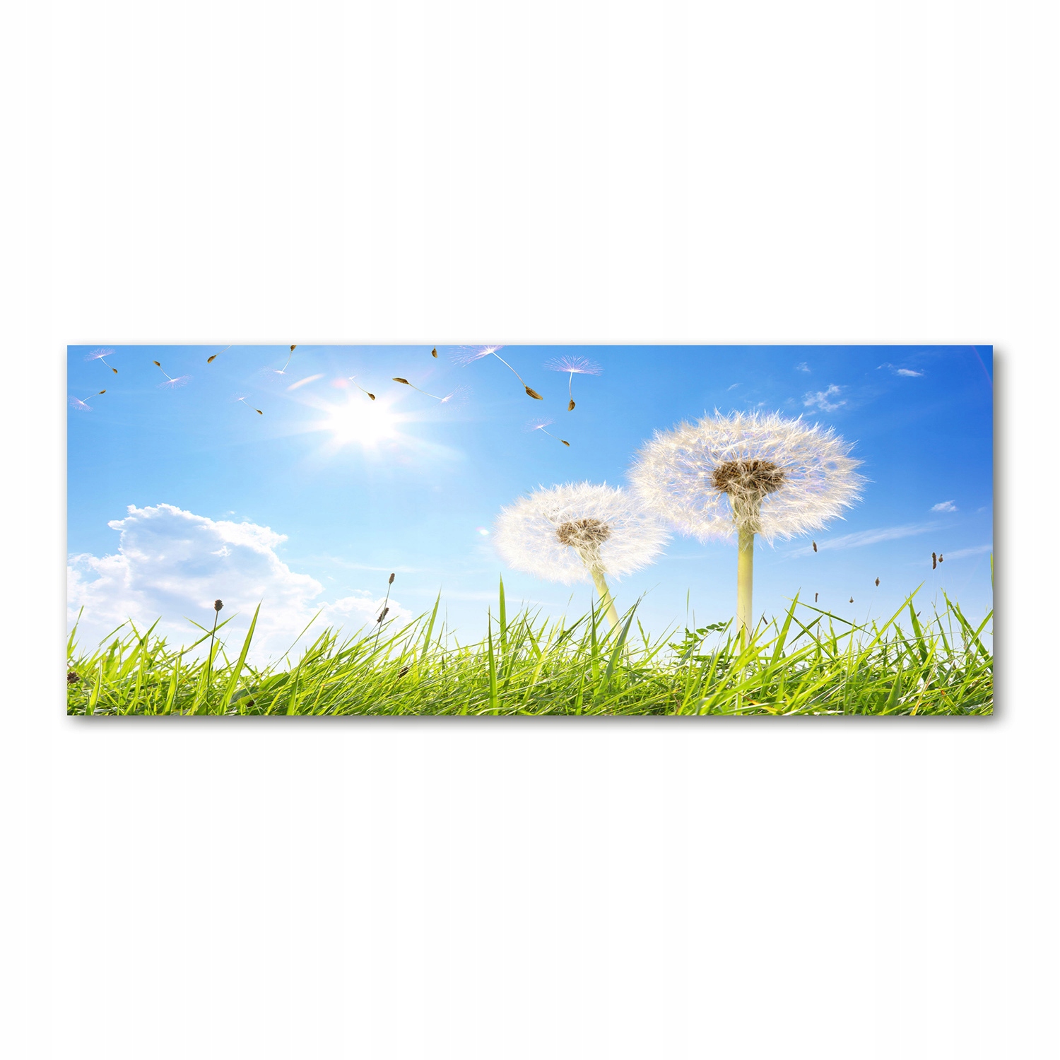 

Foto obraz akryl nowoczesny Dmuchawce 125x50 cm
