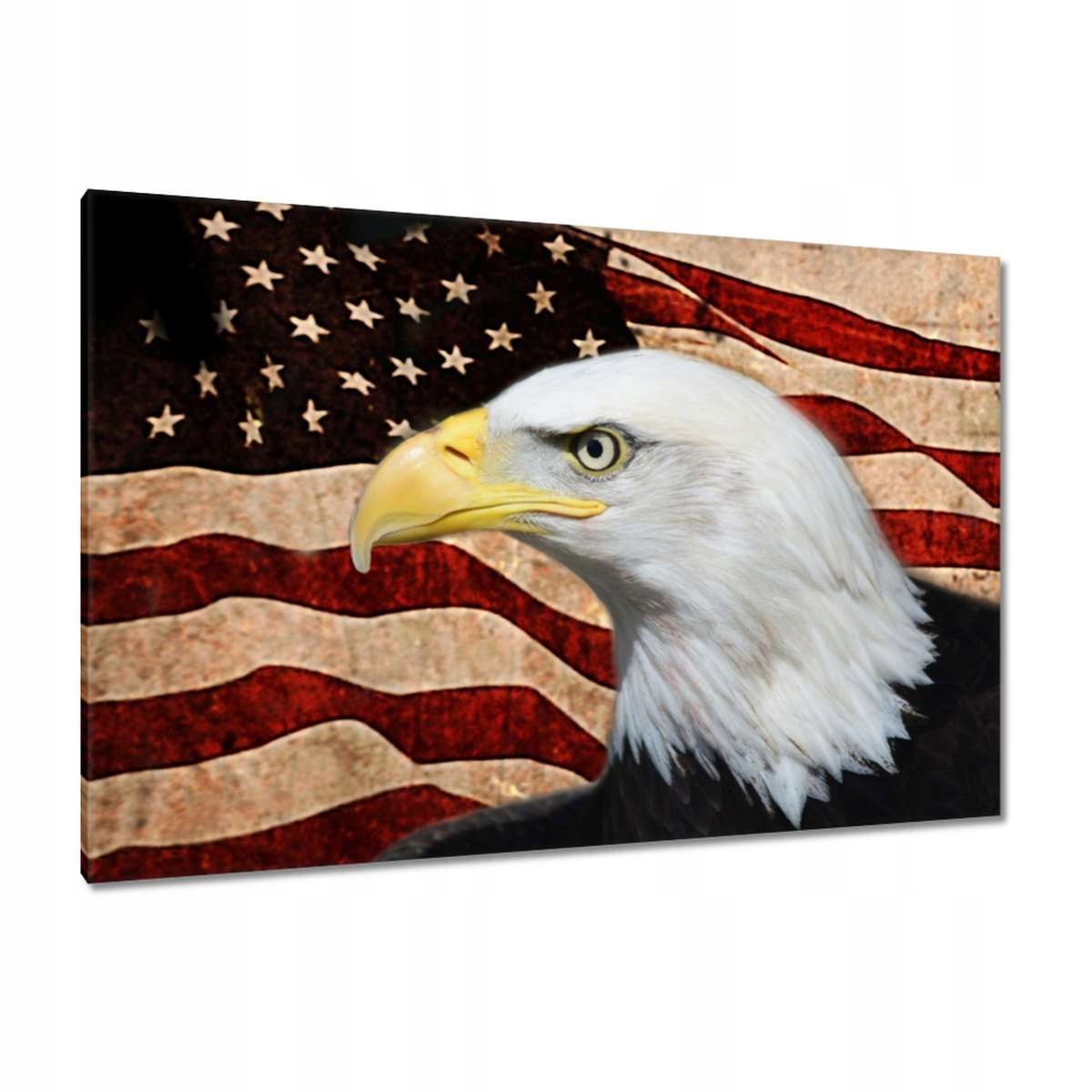 Obrazy 120x80 Americký orel