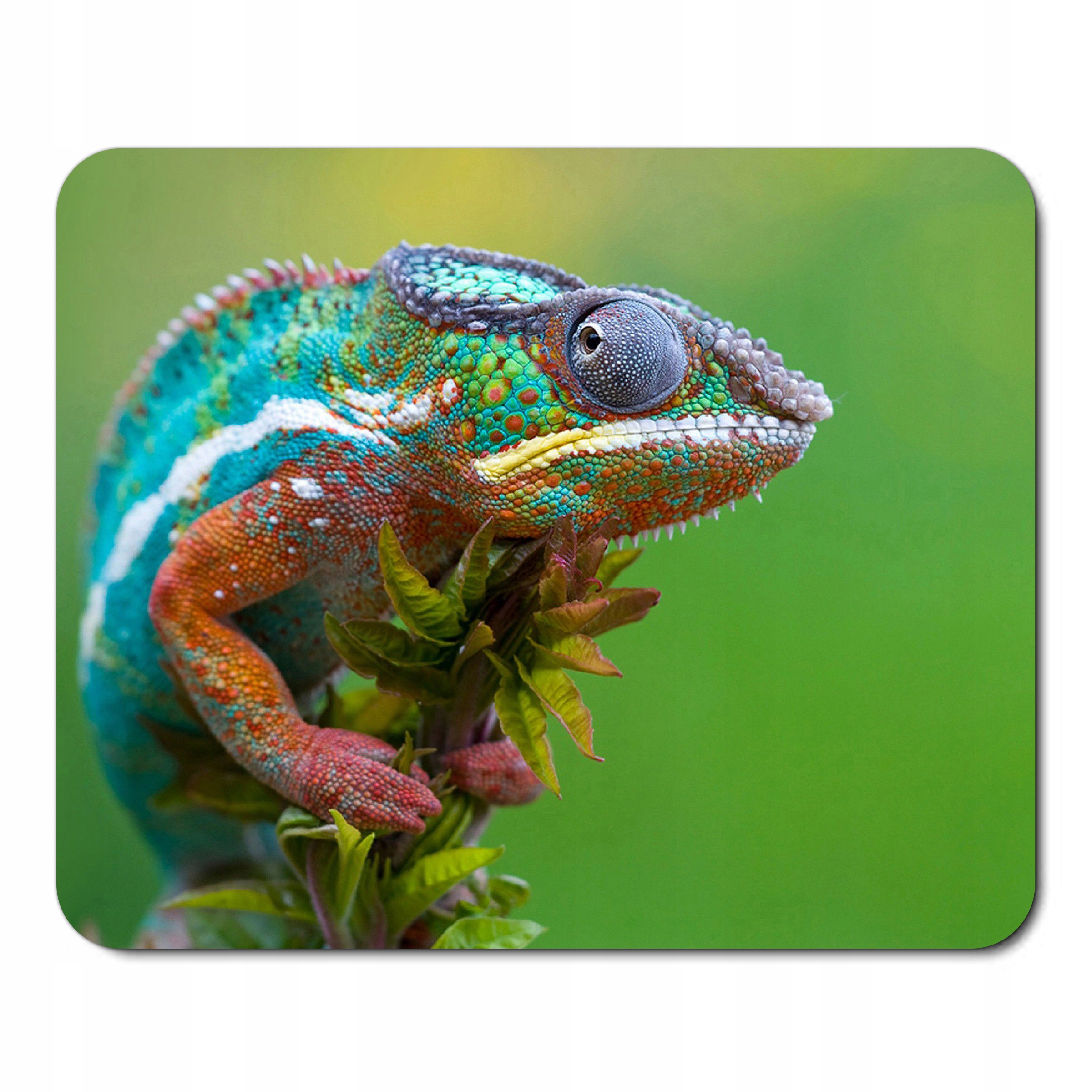 

Podkładka pod myszkę Dzikie Zwierzęta Kameleon