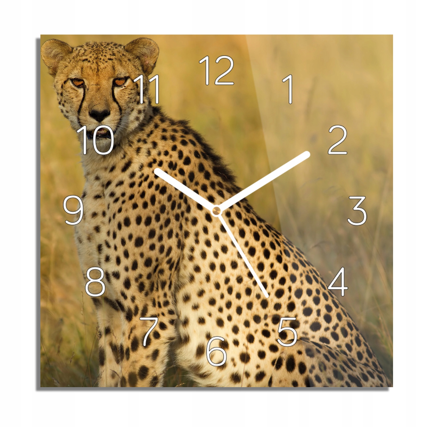 Gepard tráva příroda foto-hodiny na zeď 30x30