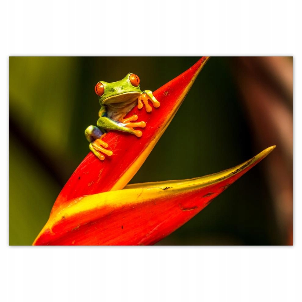 

Plakat 93x62 Zwierzęta Zwierzątka