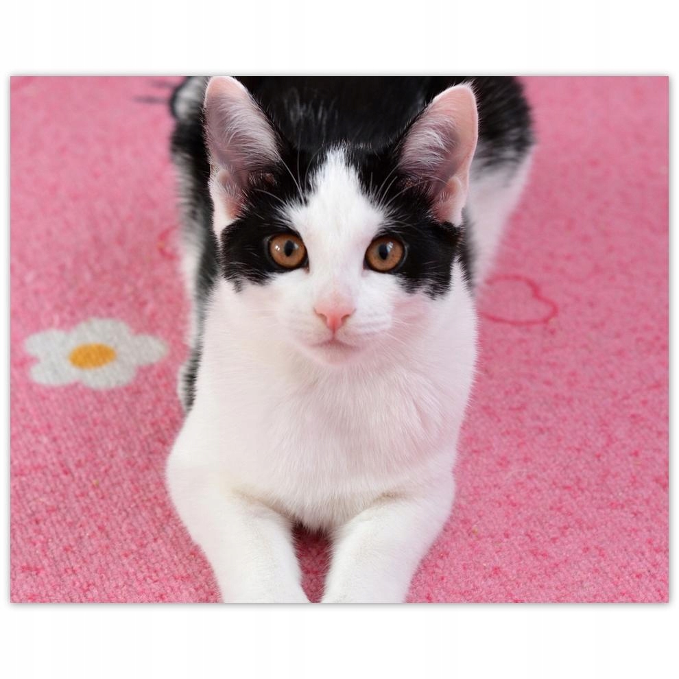 

Plakat 50x40 Kot Kotki Koty Kicia