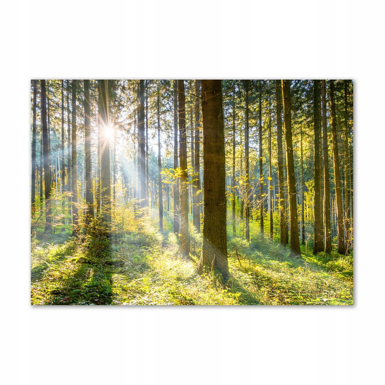 

Foto obraz szkło akrylowy Las w słońcu 100x70 cm