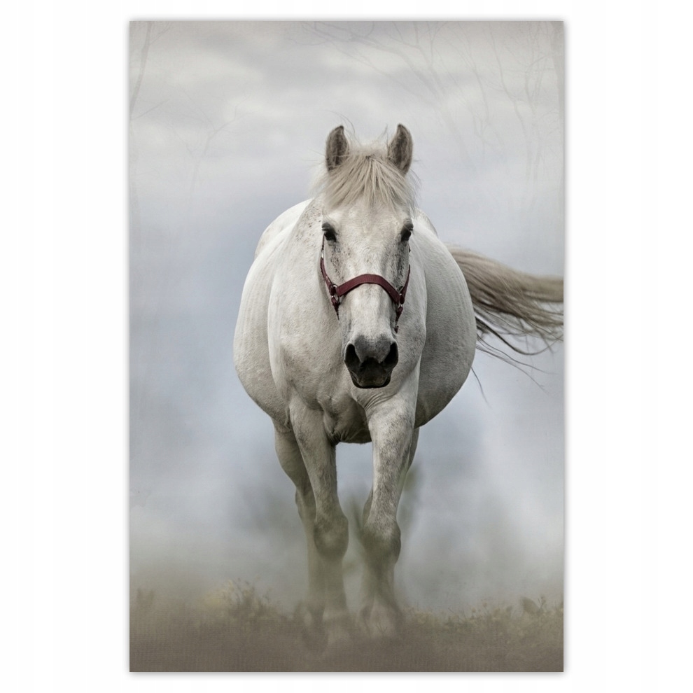 

Naklejki 80x120 Biały koń w galopie