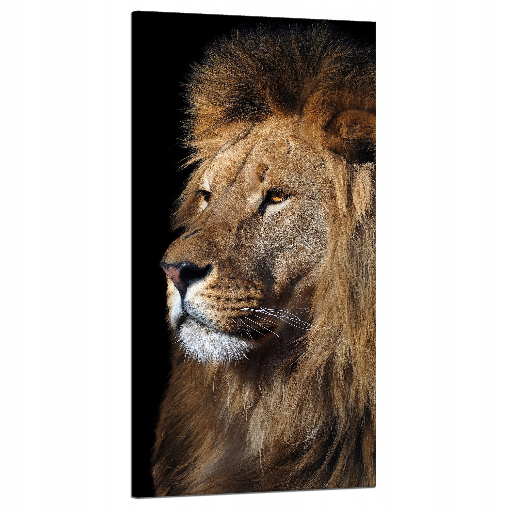 Obraz na plátně Hrozivý majestátní lev Zvíře 60x120 cm