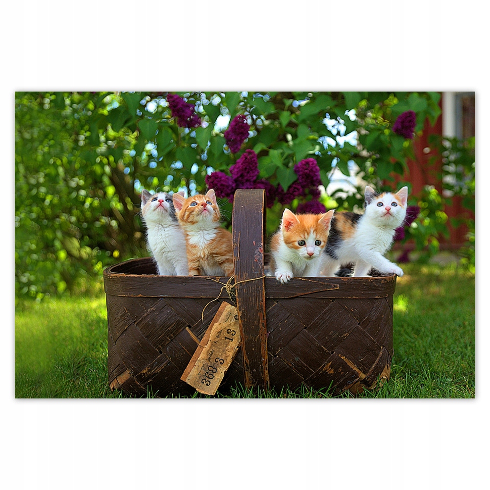 

Plakaty 93x62 Kotek Kotki Koty Kicia