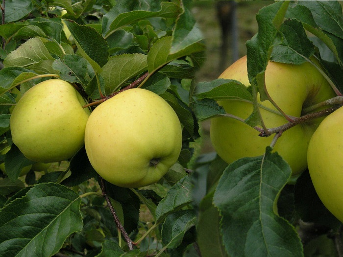 Jabłoń PAPIERÓWKA OLIWKA ŻÓŁTA deserowa odmiana