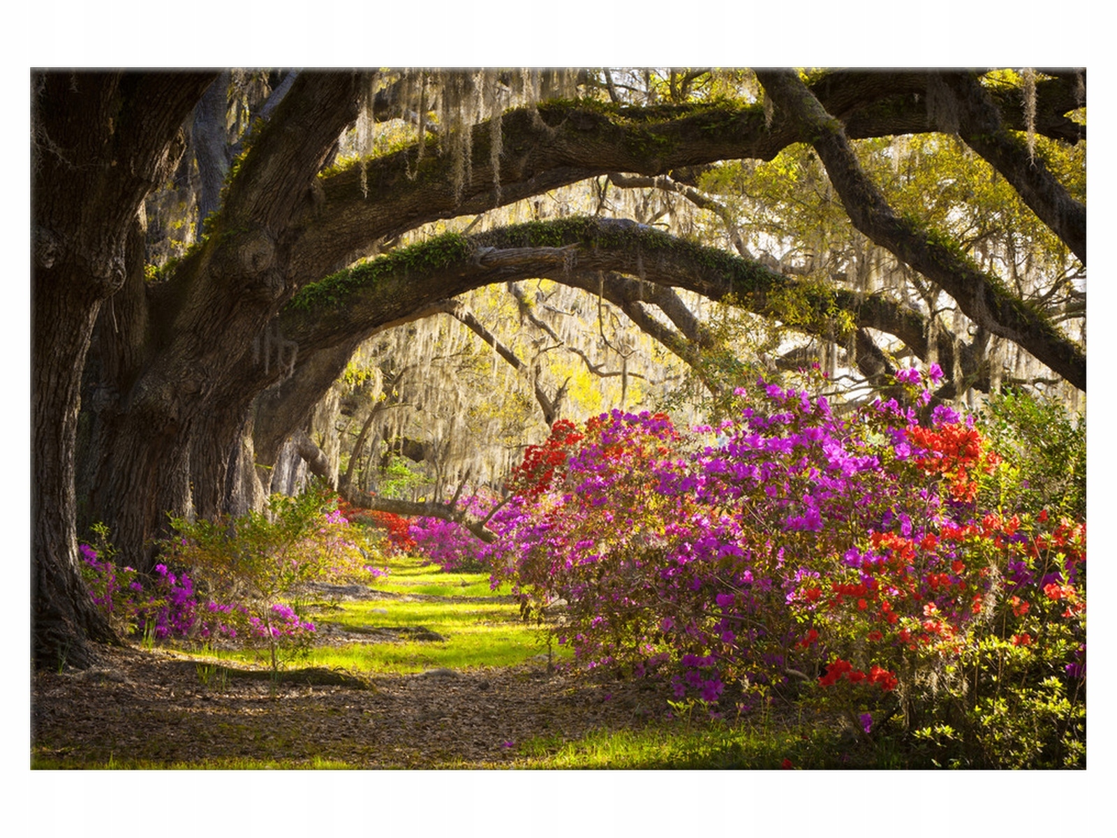 

Obraz 90x60 Dalia Potężne dęby Dąb 1 elementowy