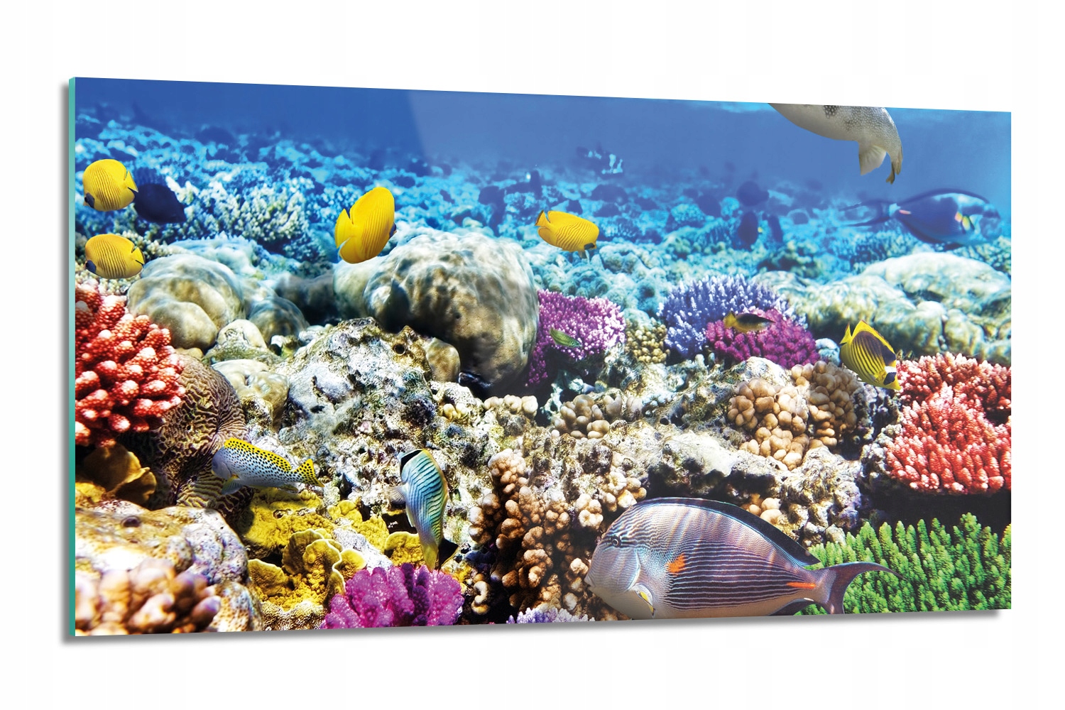 Sklenená doska Ryby koralový útes 120x60, moderná