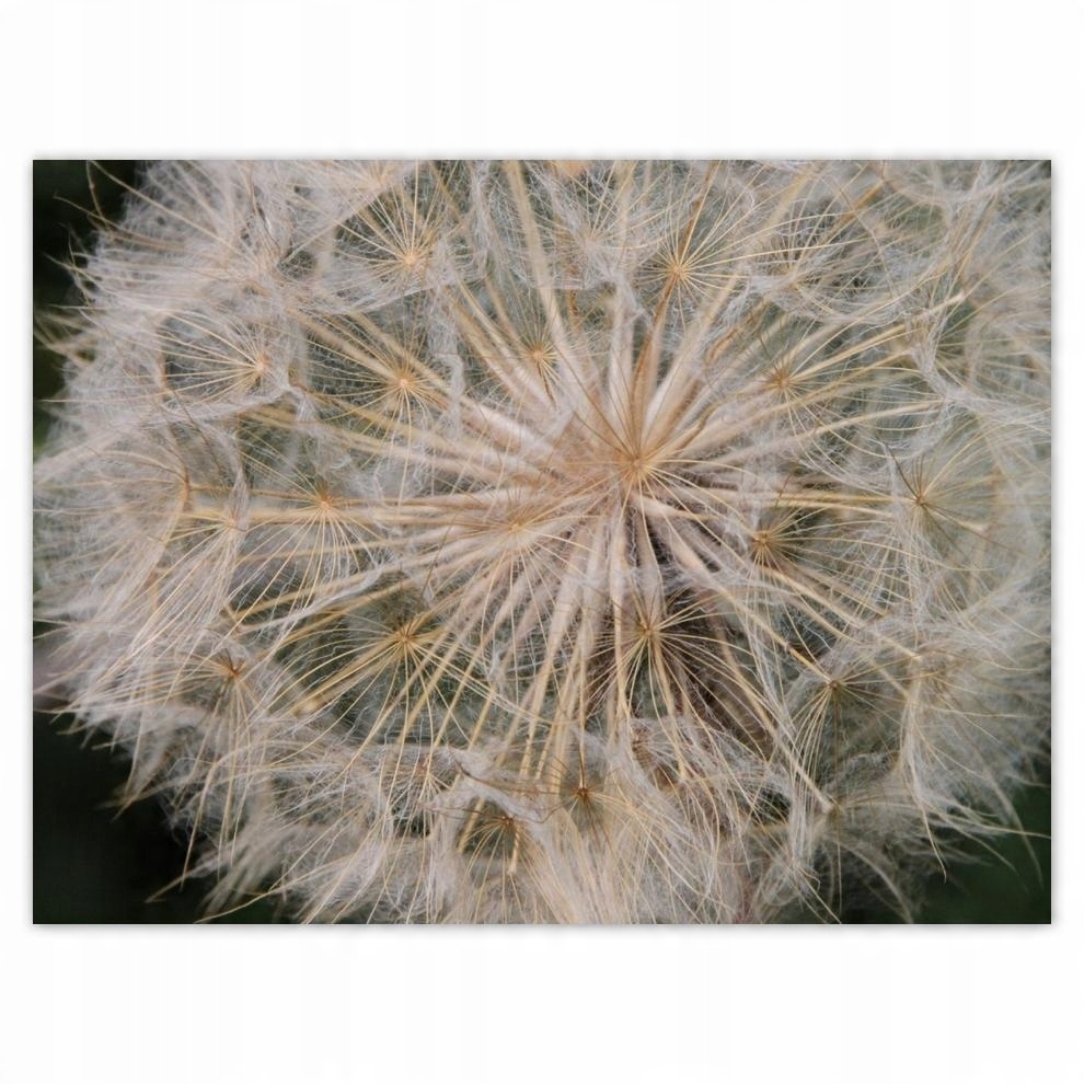 

Plakat 40x30 Dmuchawiec Kwiat Kwiatki