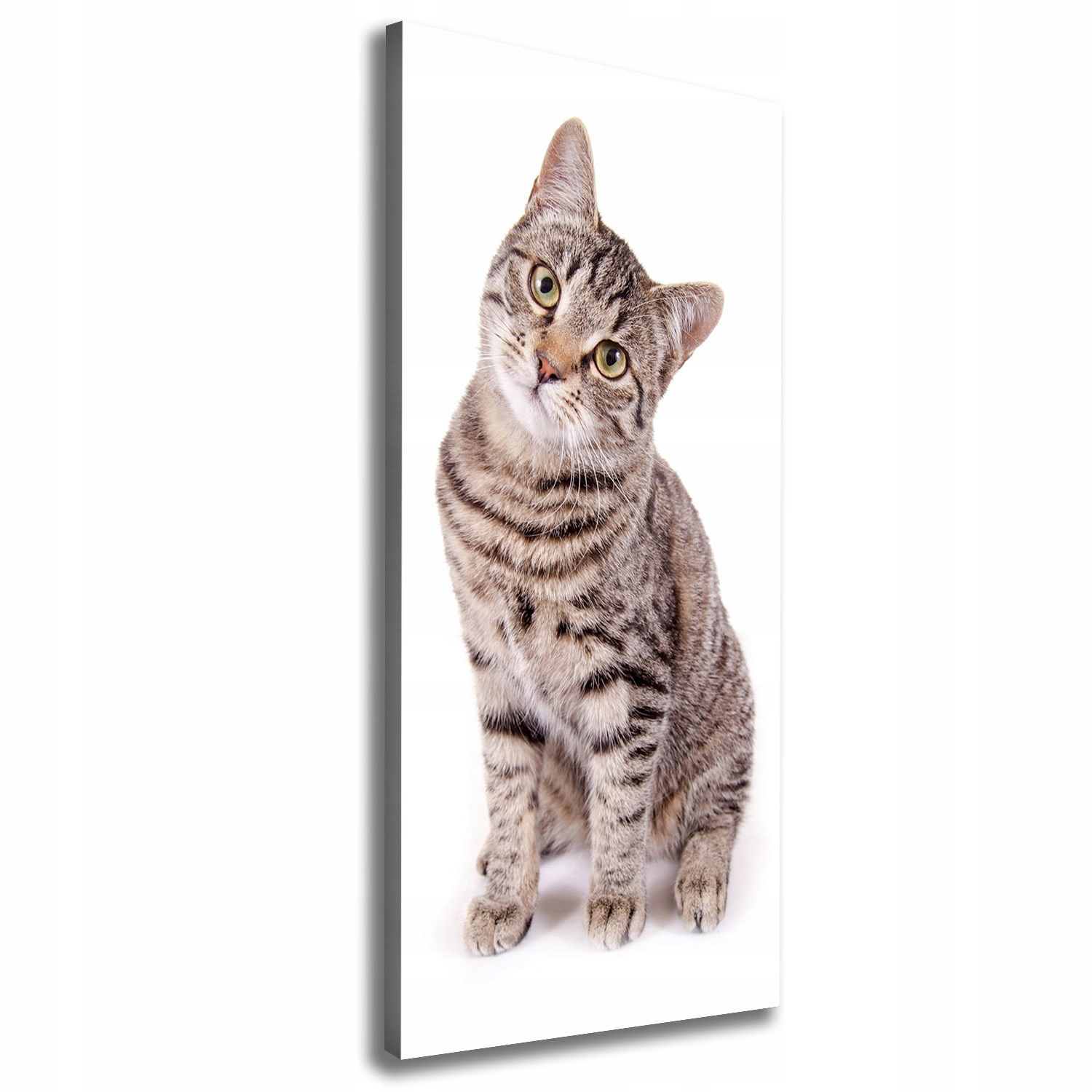

Foto obraz canvas na ramie do salonu Kot 50x125 cm
