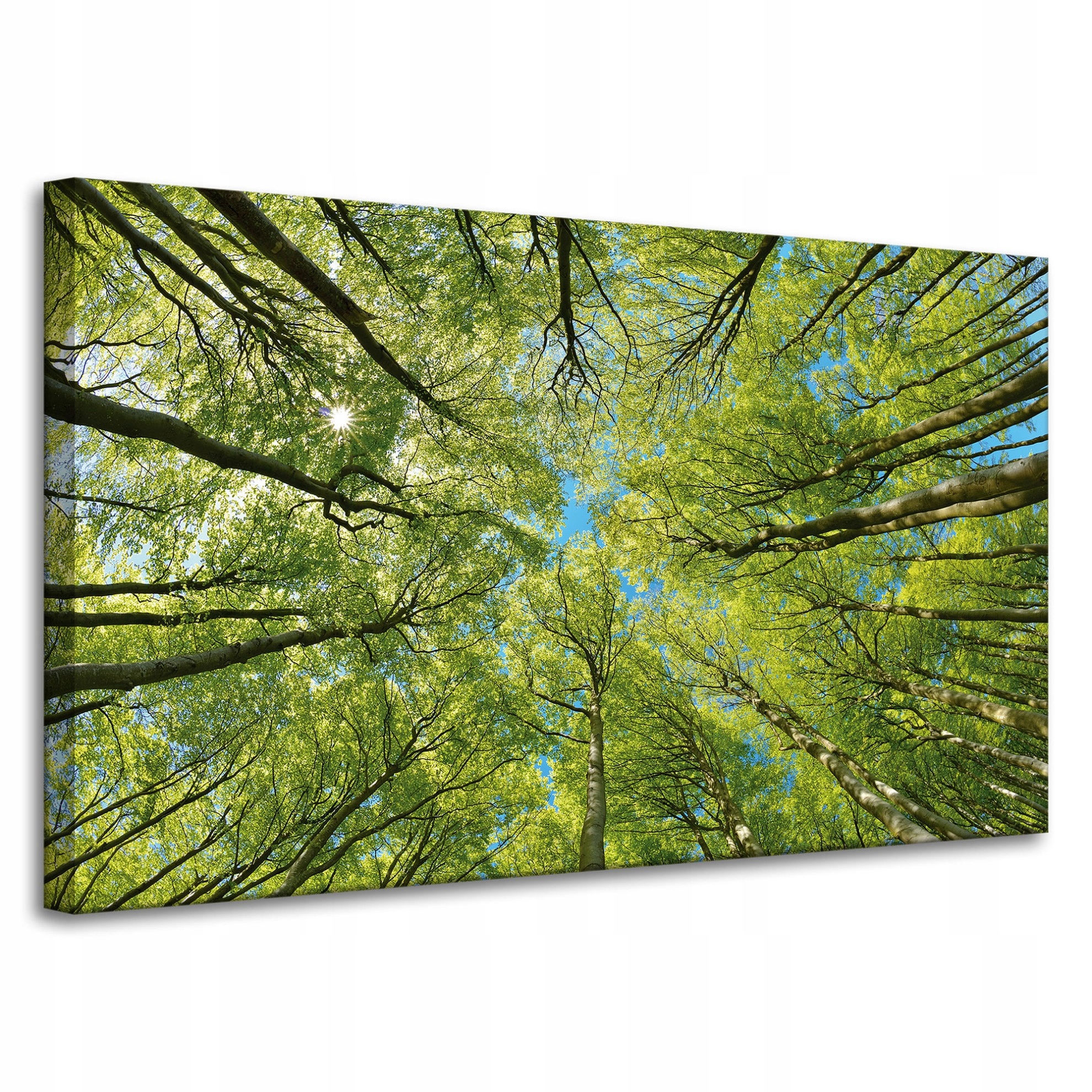 Obraz na plátně Listy Stromy Zeleň Slunce Nebe 100x60 cm