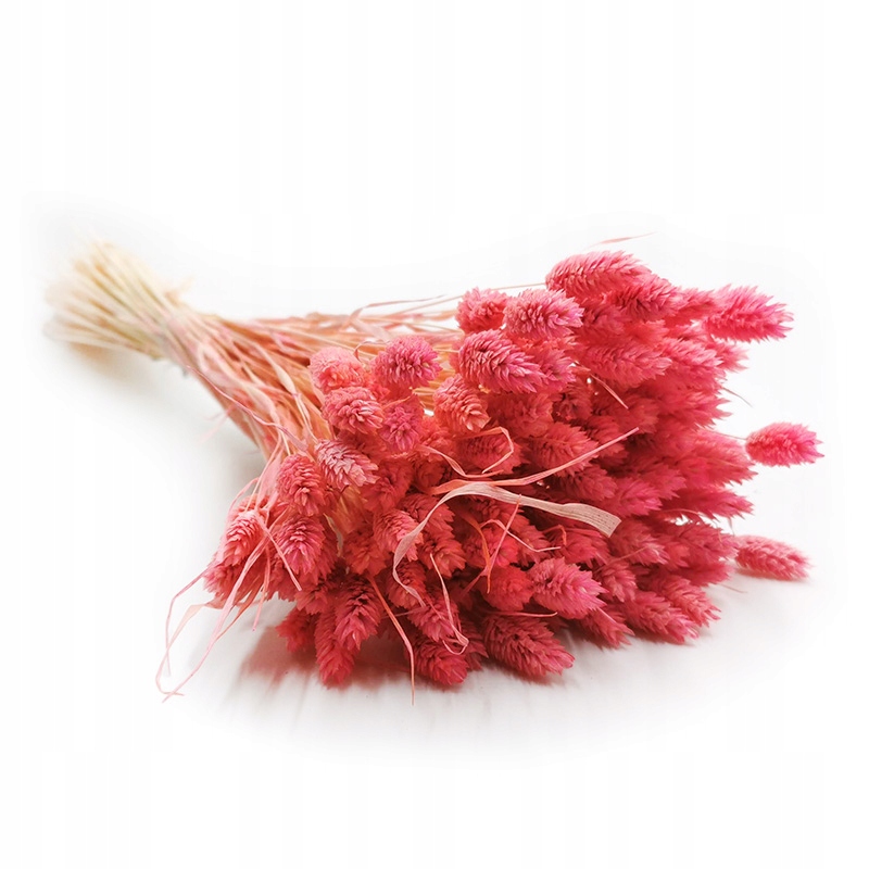 

Phalaris Różowy Mozga kanaryjska, kanar boho