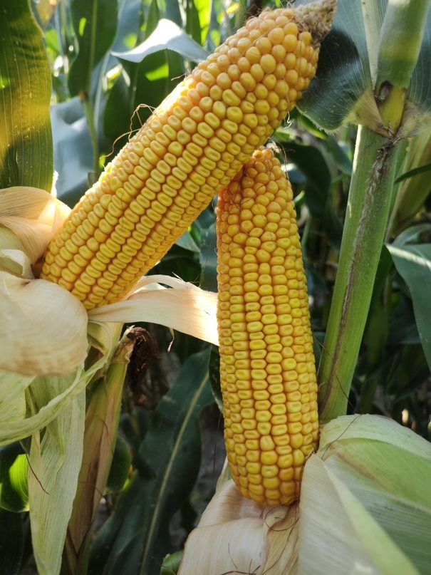 Nasiona kukurydzy PIAFF FAO280 Ziarno SAATEN-UNION rekordowy plon Marka inna