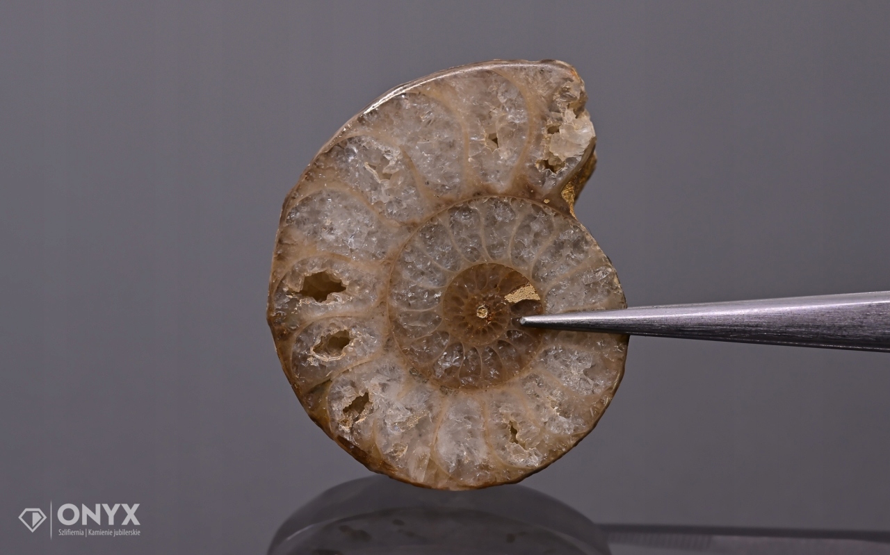 Amonit z Madagaskaru nepravidelný 34x28 mm