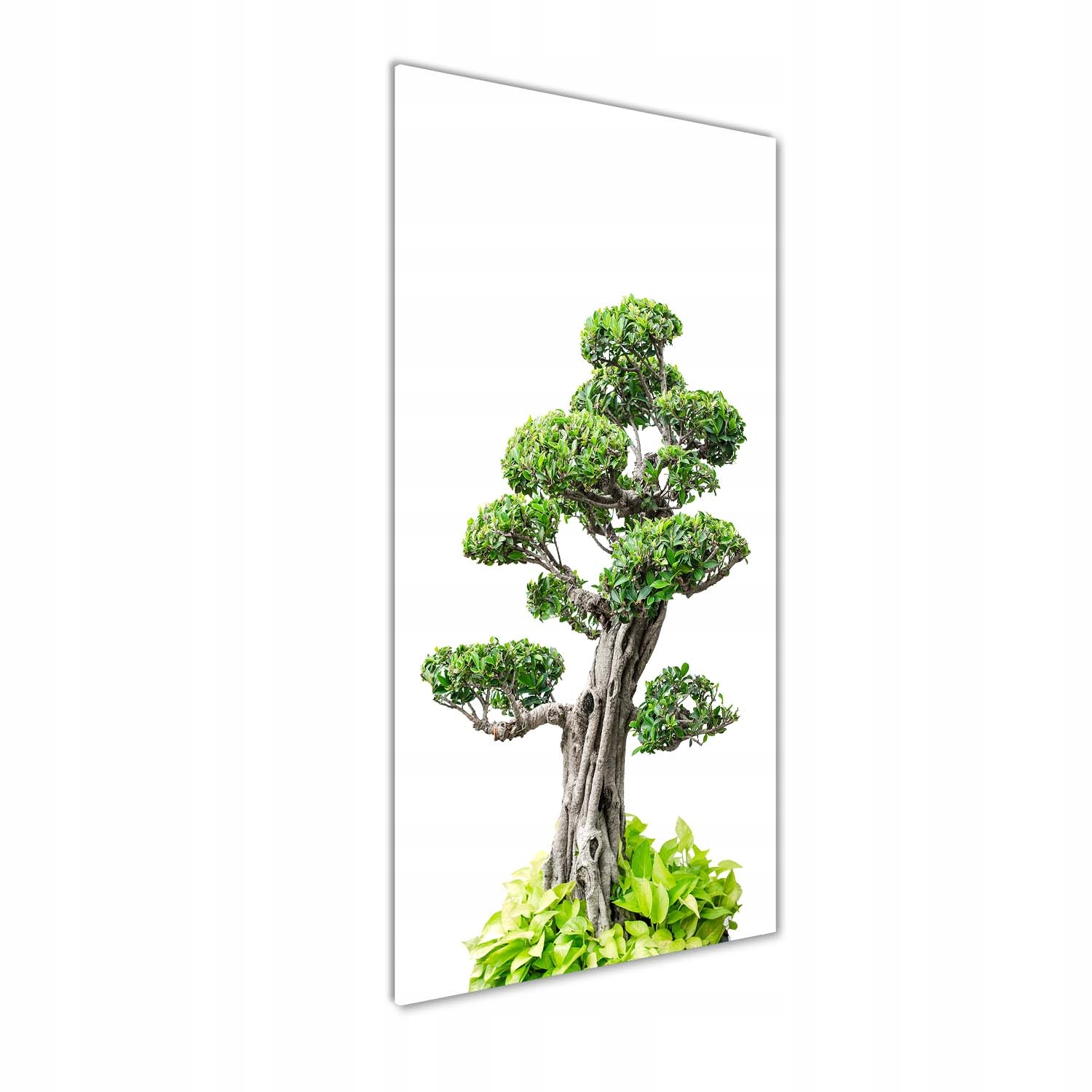 Fotoobraz tvrzené sklo Bonsajové dřevo 50x125 cm