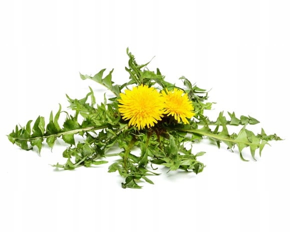 Mniszek lekarski Equiherbs 500g