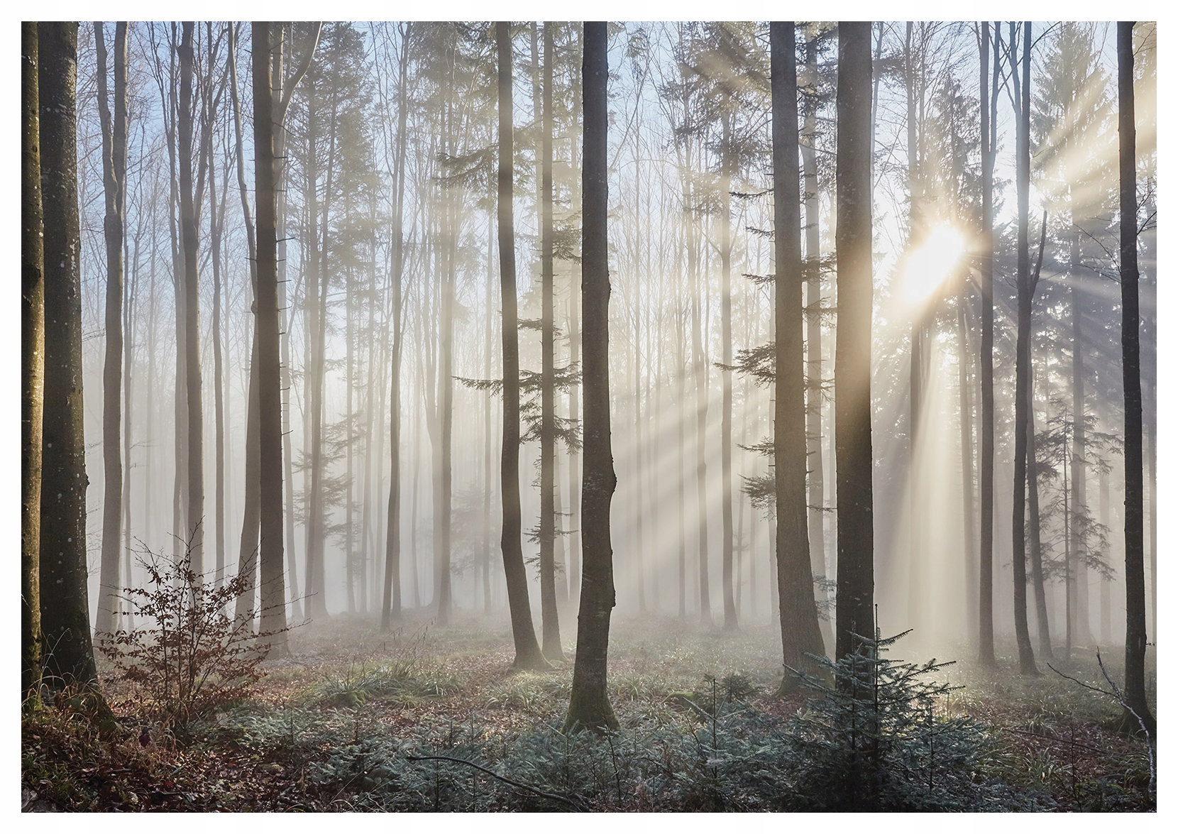 Fototapeta Lesní flizelina mlha sluneční paprsky přes stromy 416x254 lepidlo