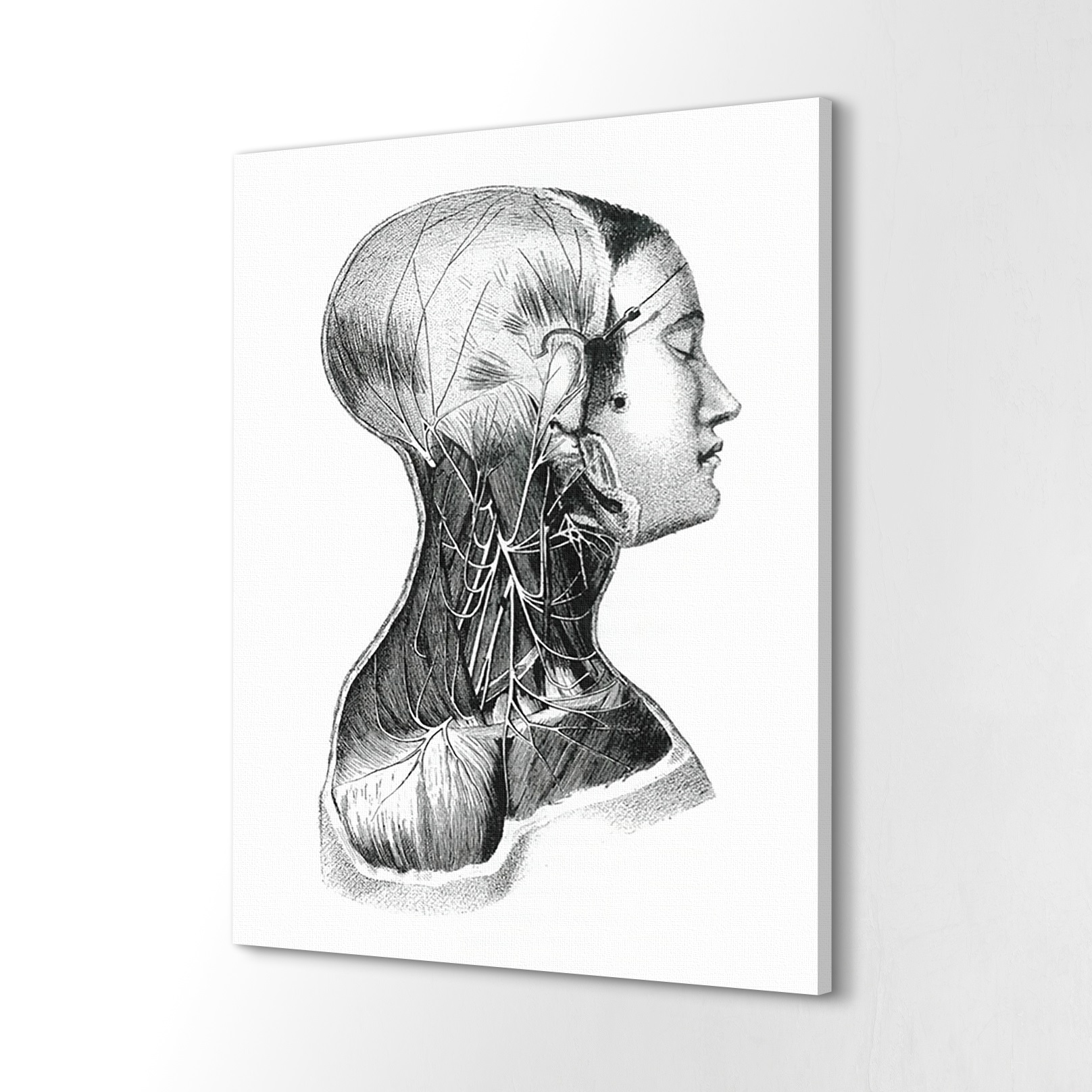 

Obraz na płótnie 40x60 Mięśnie szyja ciało ludzkie