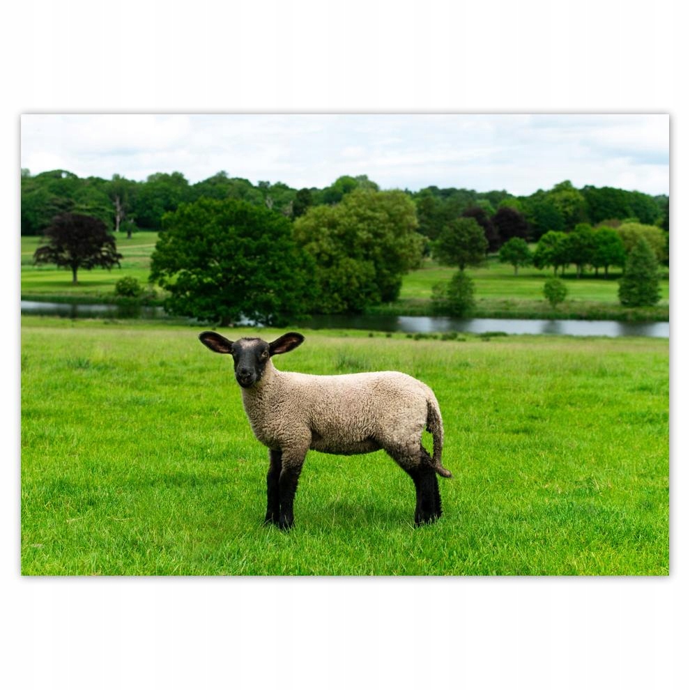 

Naklejki 70x50 Wypas owiec Owieczki Owce