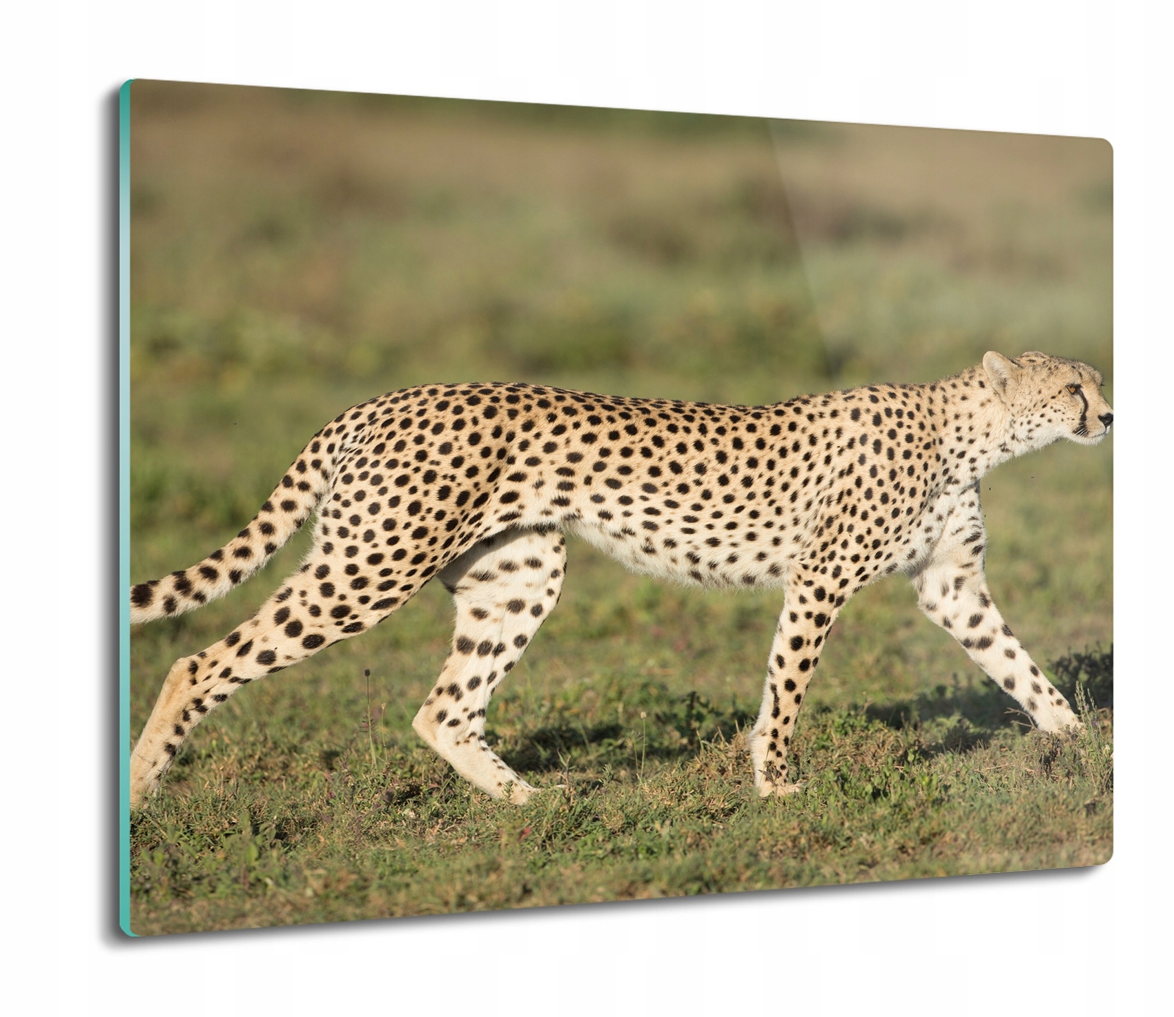 Kuchyňská deska Vál z tvrzeného skla 60x52 Gepard savana