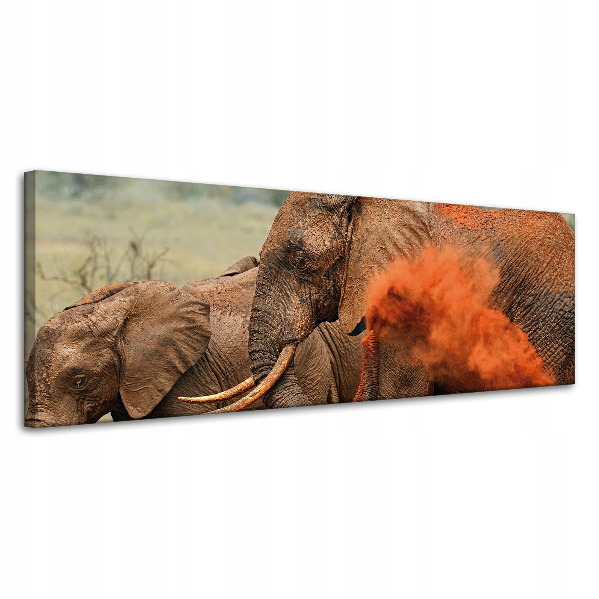 Obraz na plátně Pár slonů Savana Afrika Příroda 120x40 cm