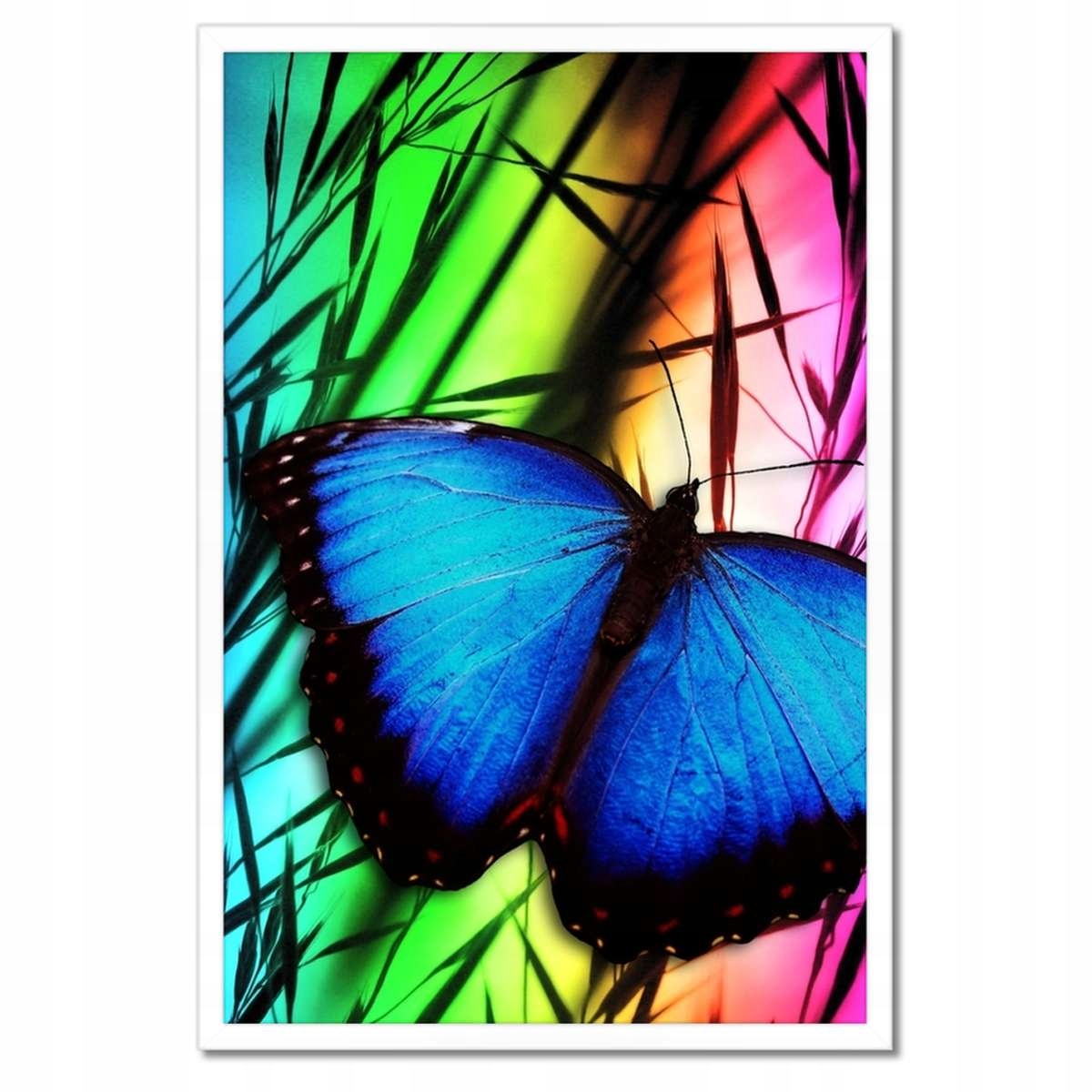 Plakáty v rámu 40x60 Modrý motýlek