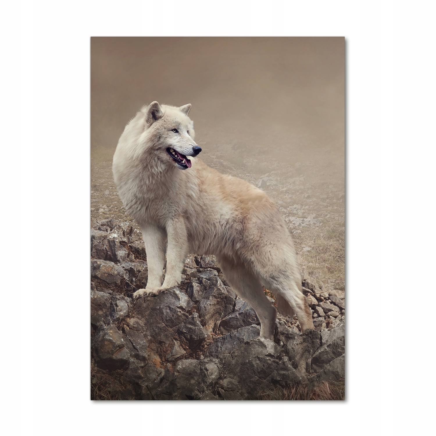 

Foto obraz akrylowy do salonu Wilk na skale 70x100