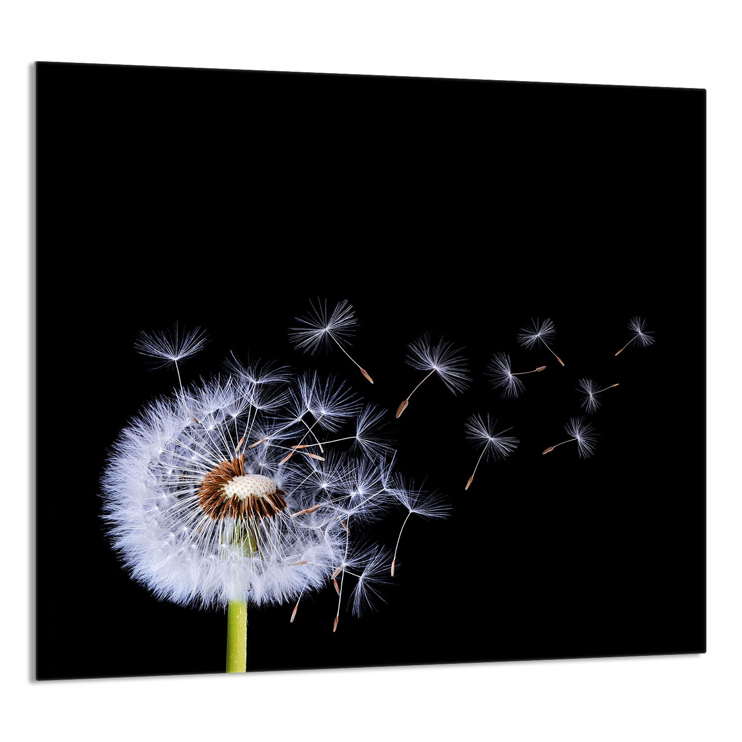 Skleněný Panel Do Kuchyně 65x60 Květ Tvrzené Sklo