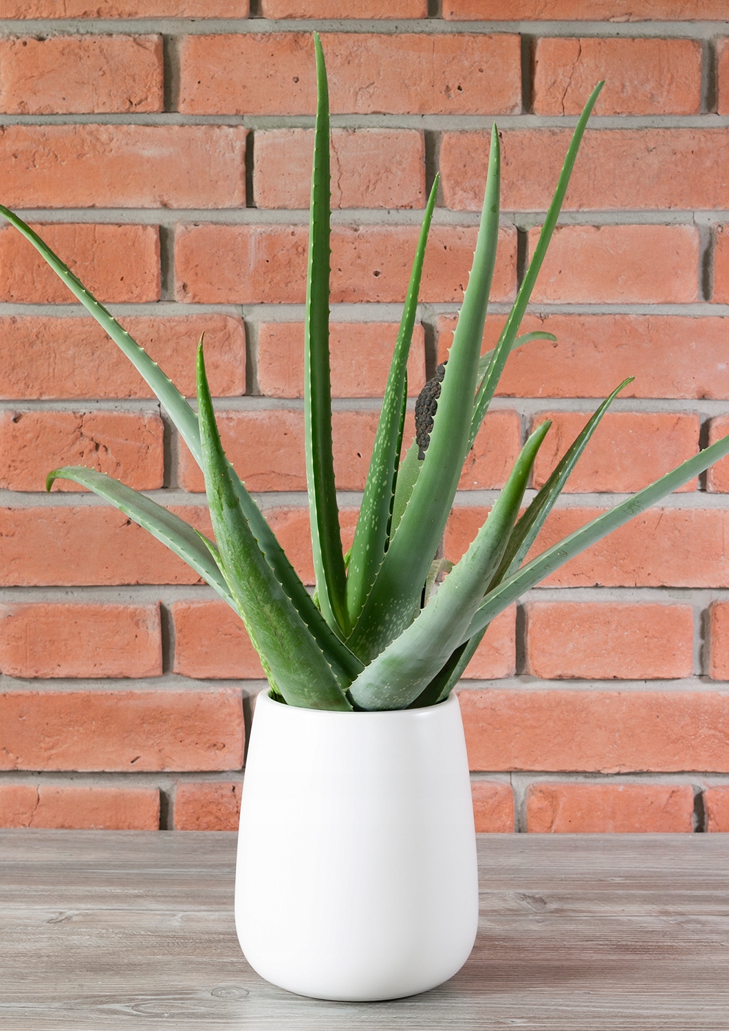 DONICA LEON biała ceramiczna XL Rodzaj osłonka