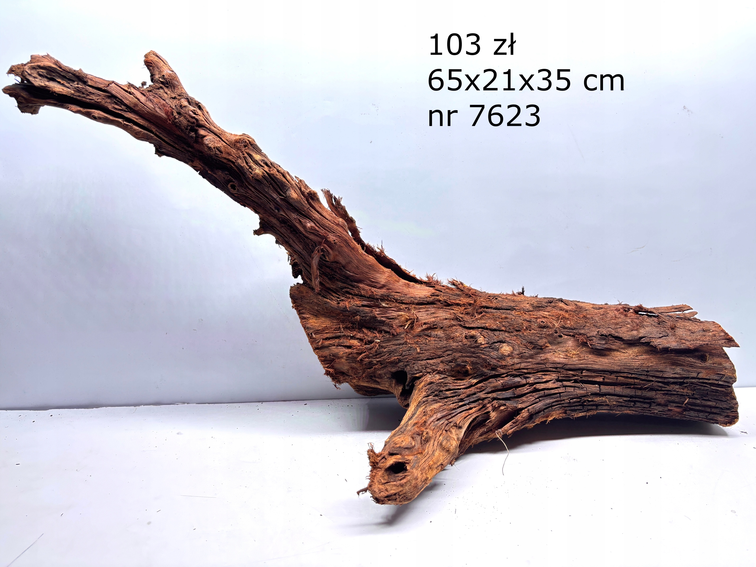 Korzeń Mangrowca mangrowiec nr 7623