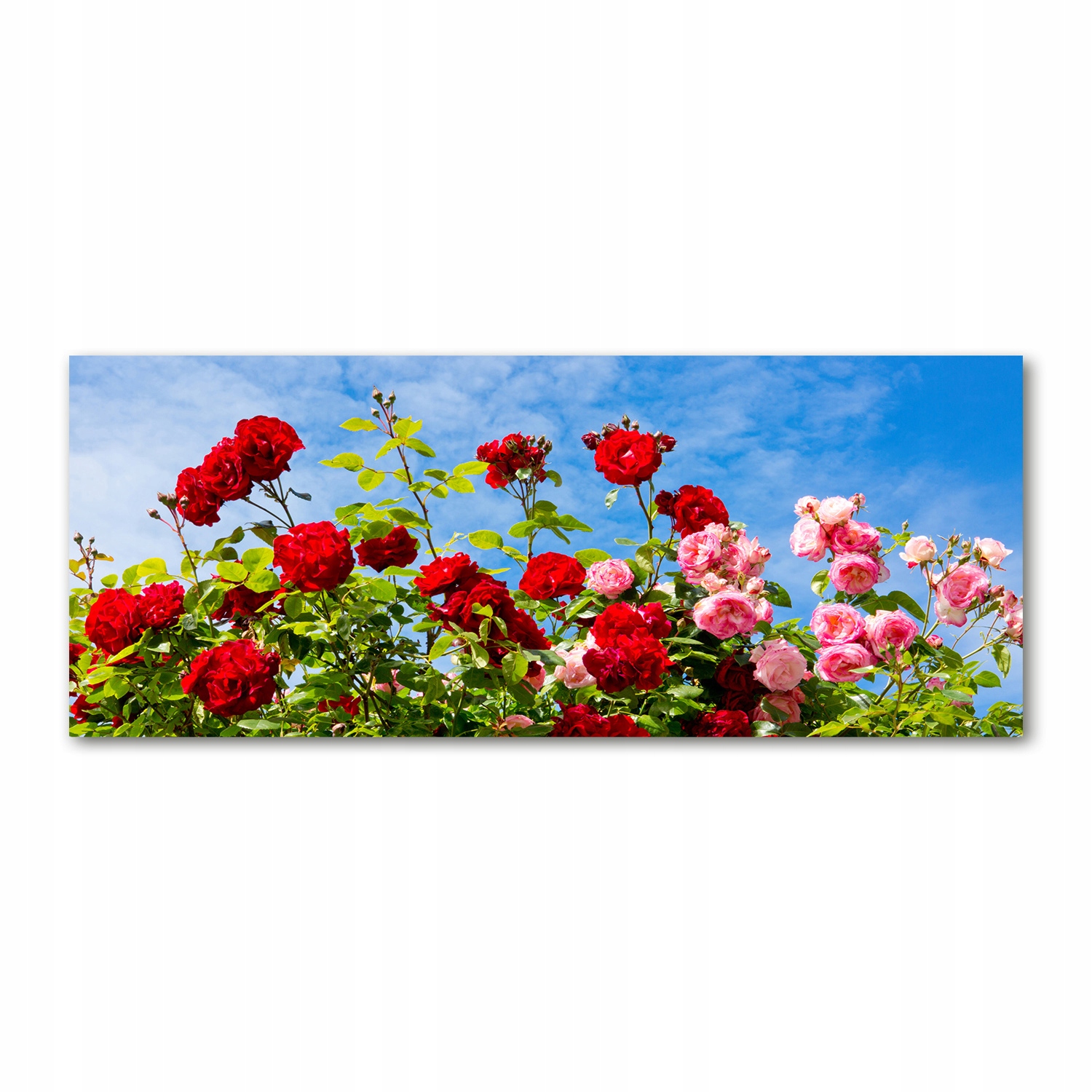

Foto obraz akryl nowoczesny Dzikie róże 125x50cm