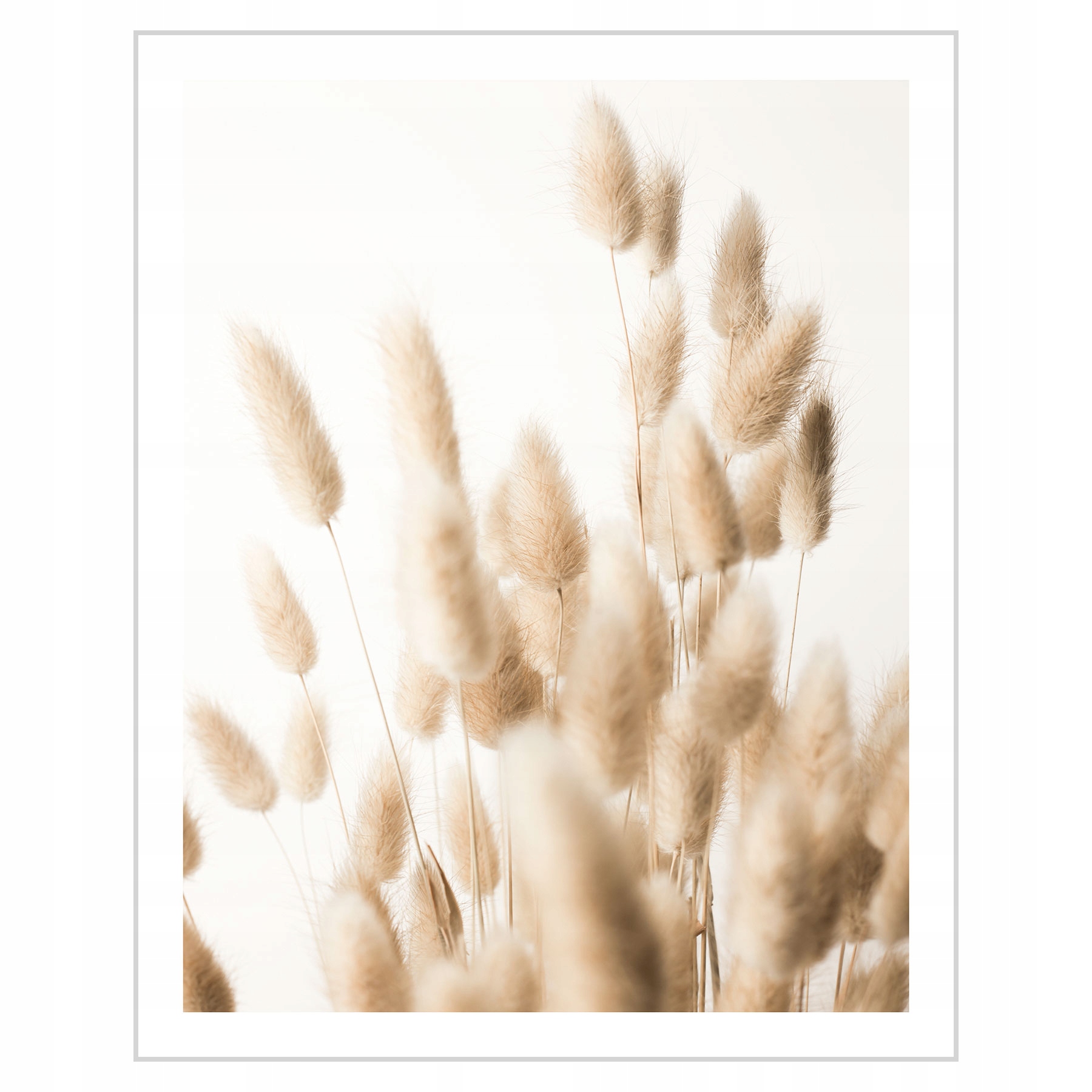 

Plakat 40x50 Dmuszek jajowaty Boho Trawa pampasowa