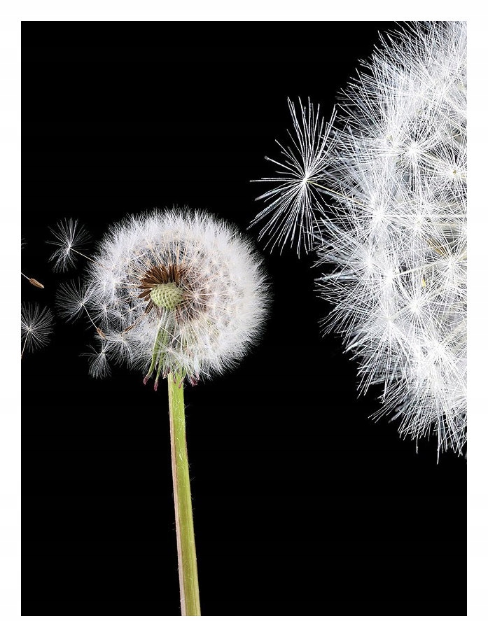 Fototapeta na dúchadlo čierno-biela, vinylová verzia 184x254 lepidlo