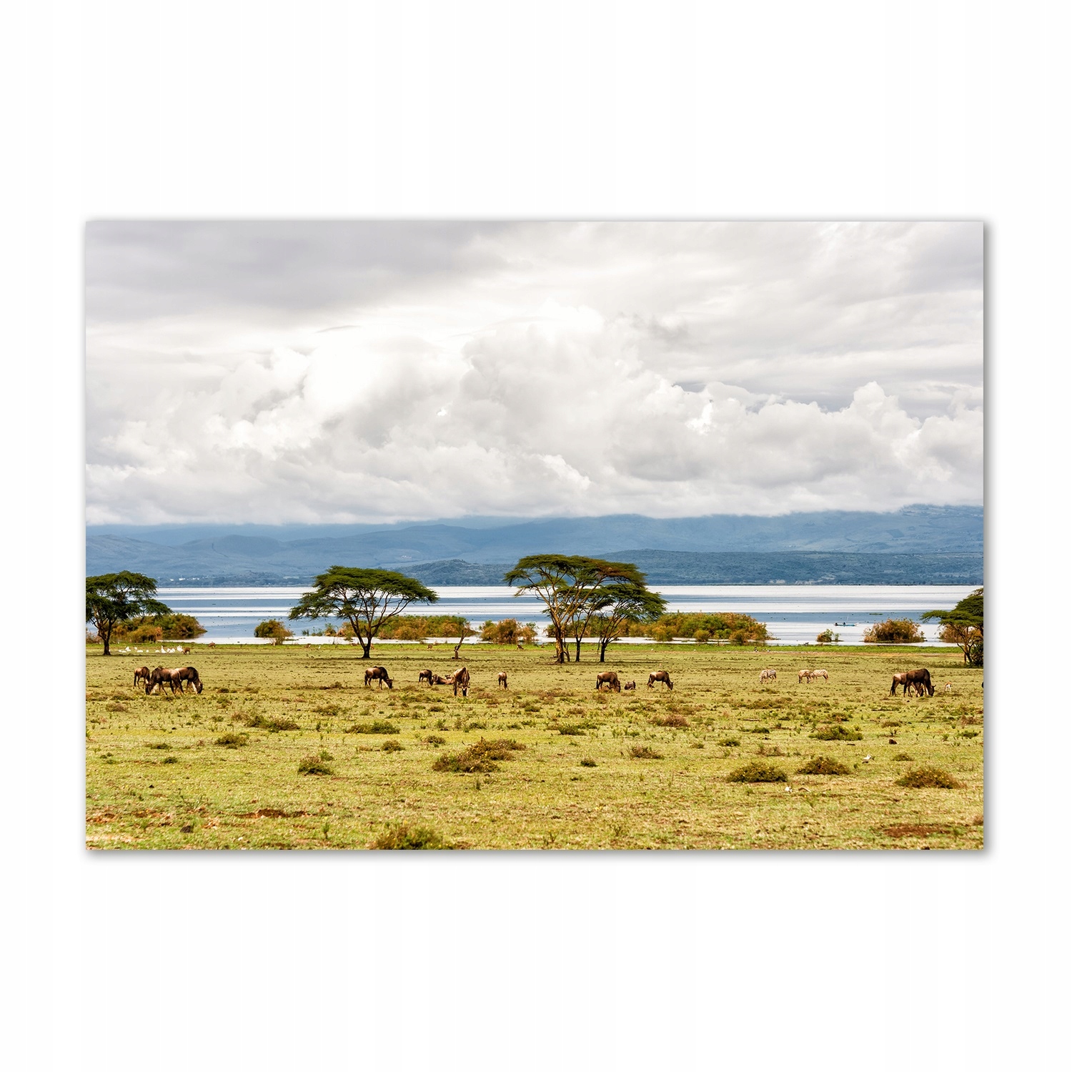 

Foto obraz szkło akrylowy Jezioro Naivasha 100x70