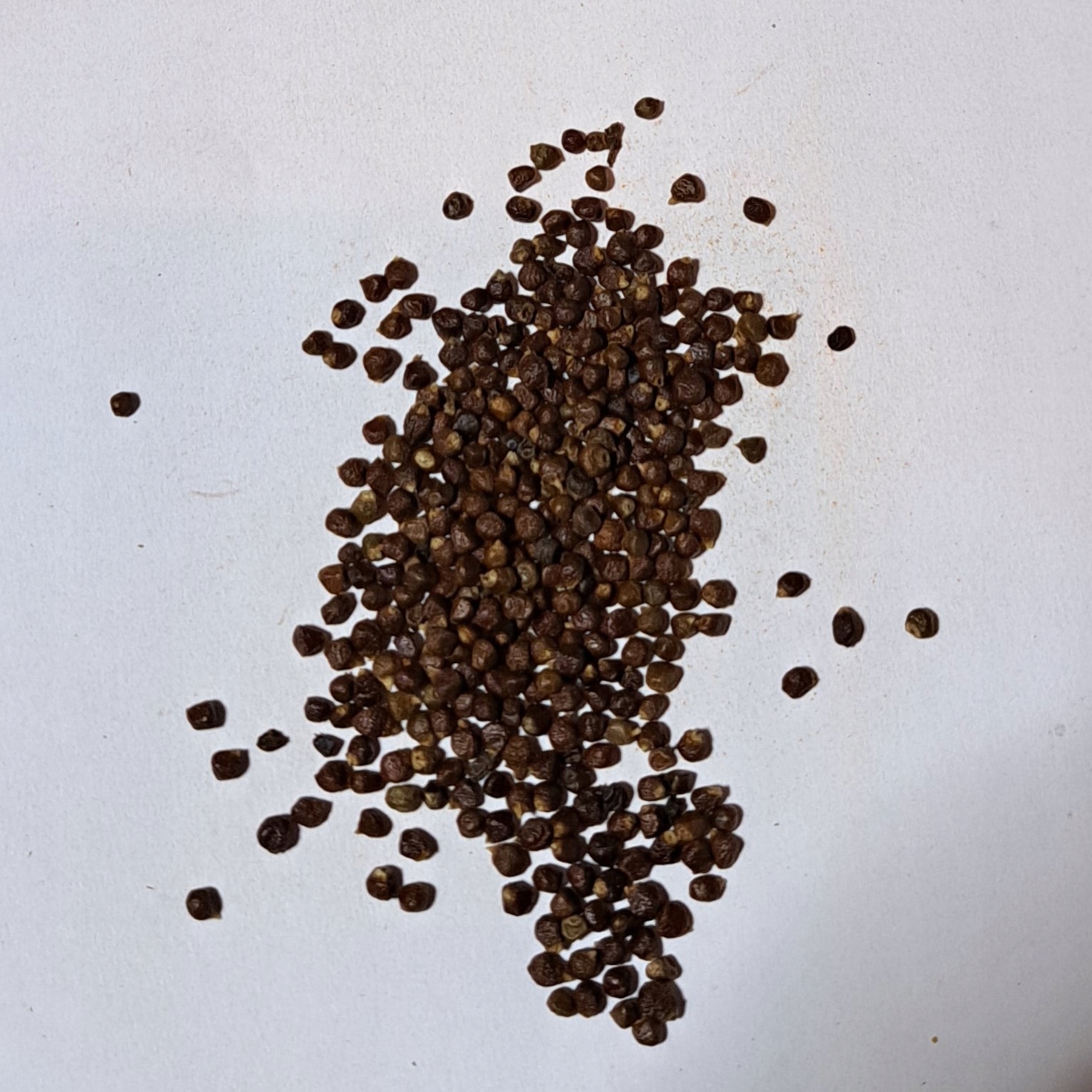 Levně pepř Melegueta Aframon Madagaskarský 500 G Rafex