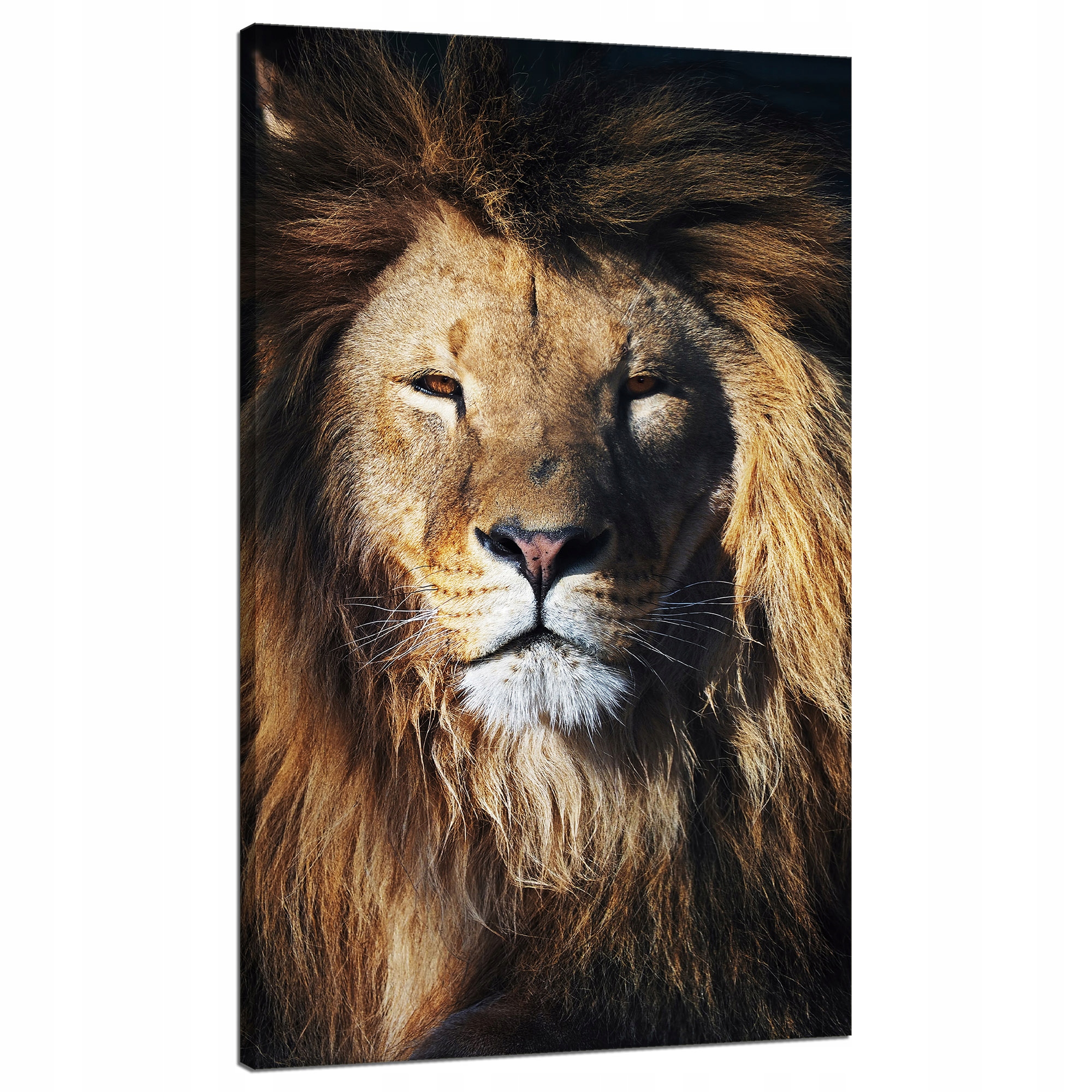 Obraz na plátně Lev Hříva Tvář Divočina 70x120 cm