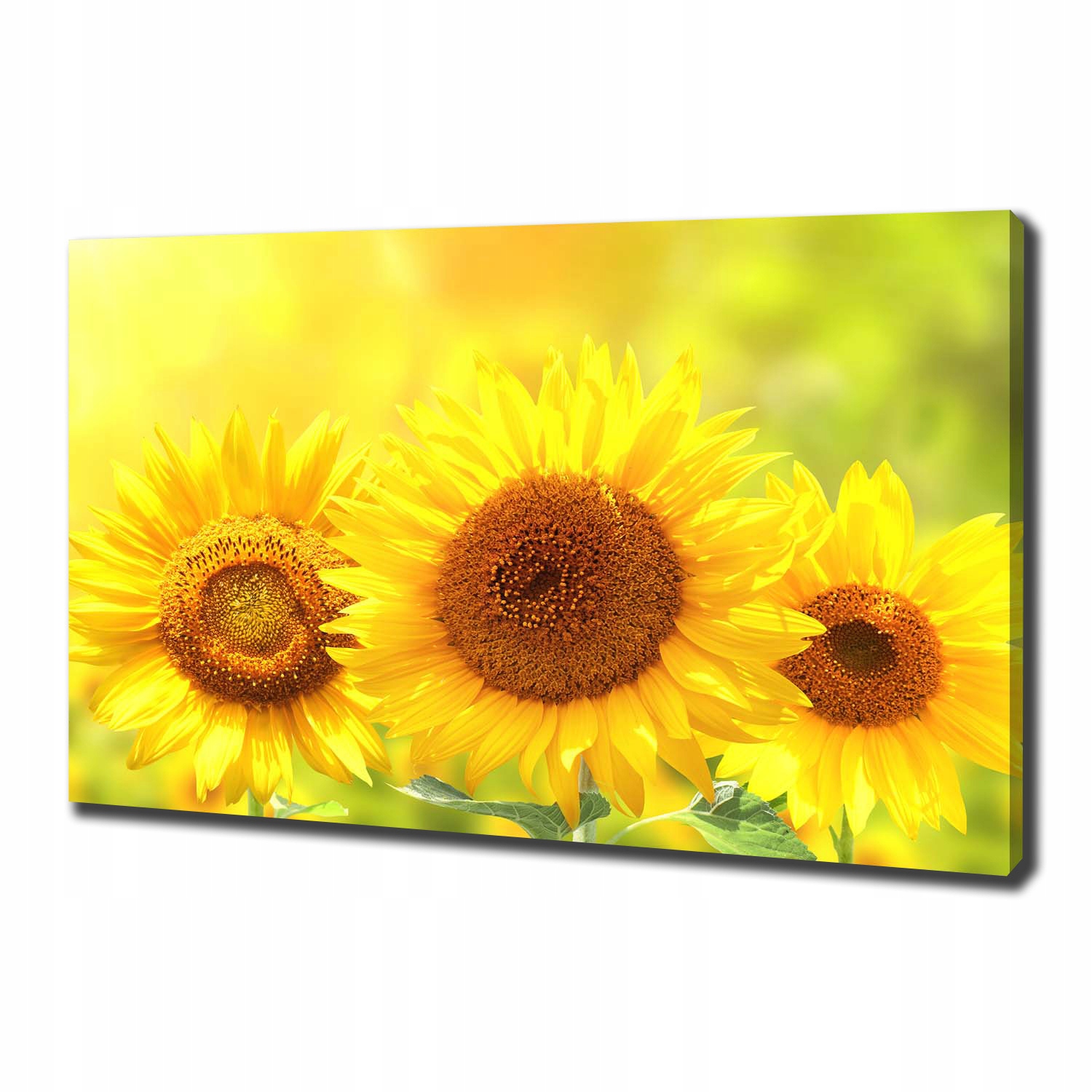 

Foto obraz canvas na ścianę Słoneczniki 100x70 cm