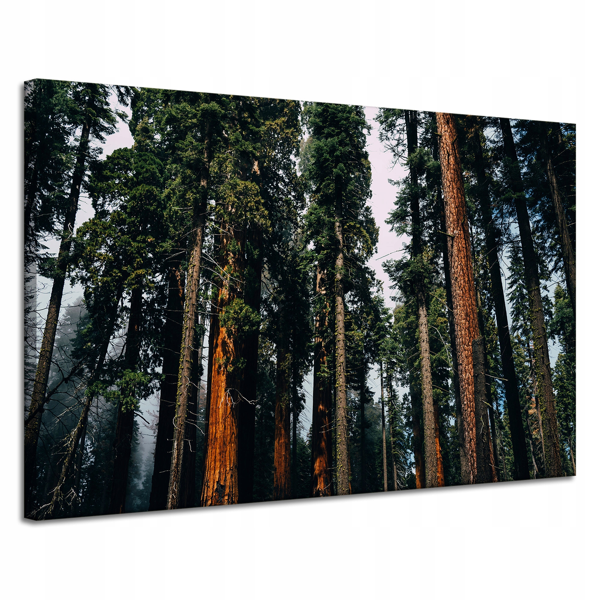 Obraz Canvas Příroda Klima jehličnatého lesa 120x80