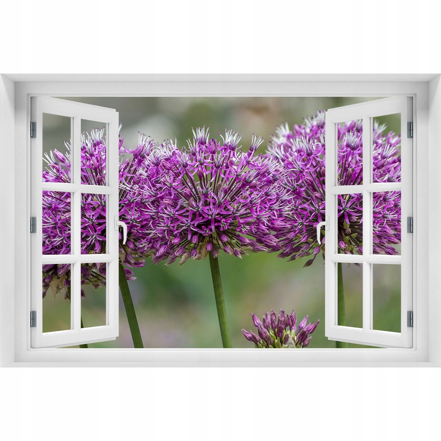 

Fototapeta Naklejka Okno Kwiat czosnku 150x100