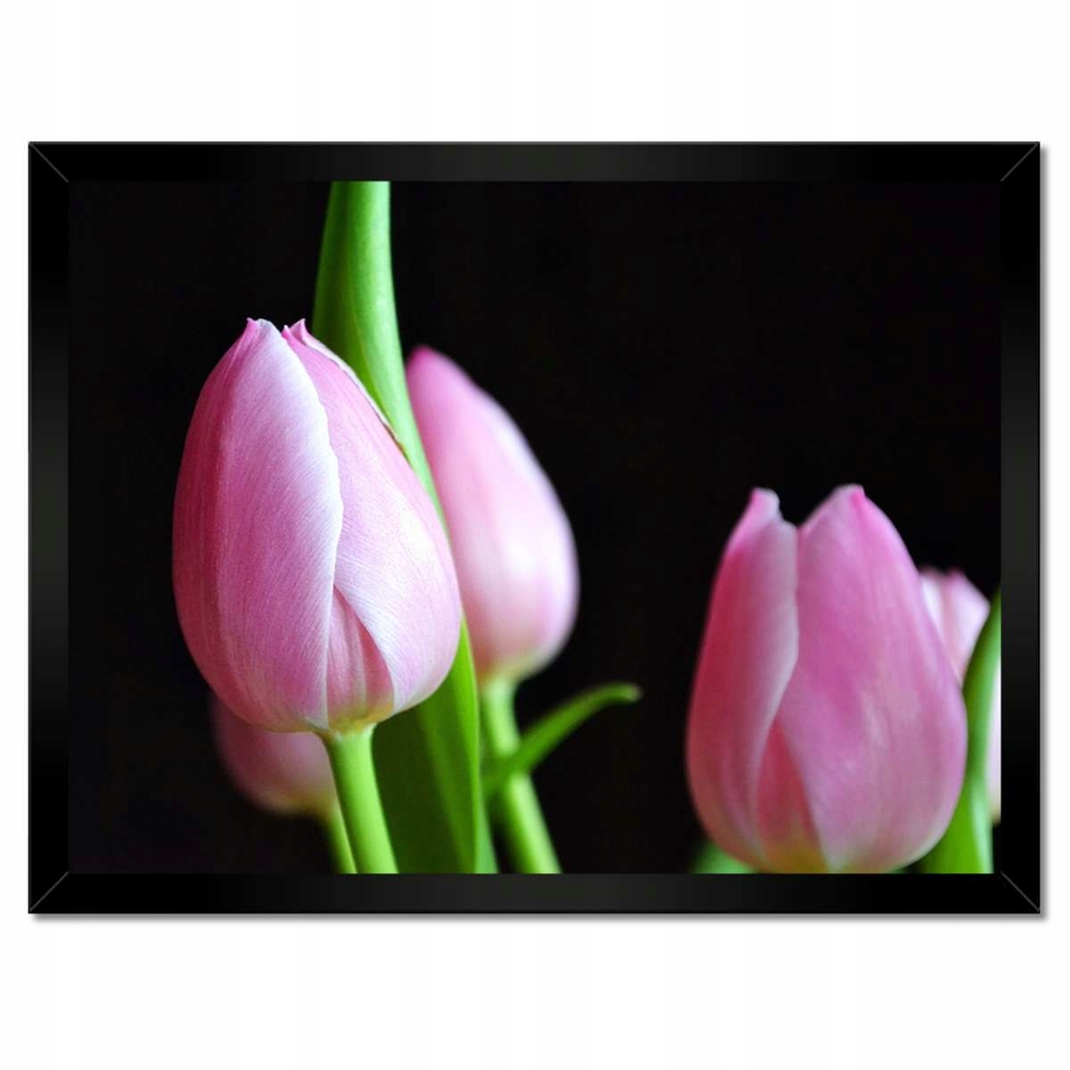 Plakáty v rámu 40x30 Fialové tulipány