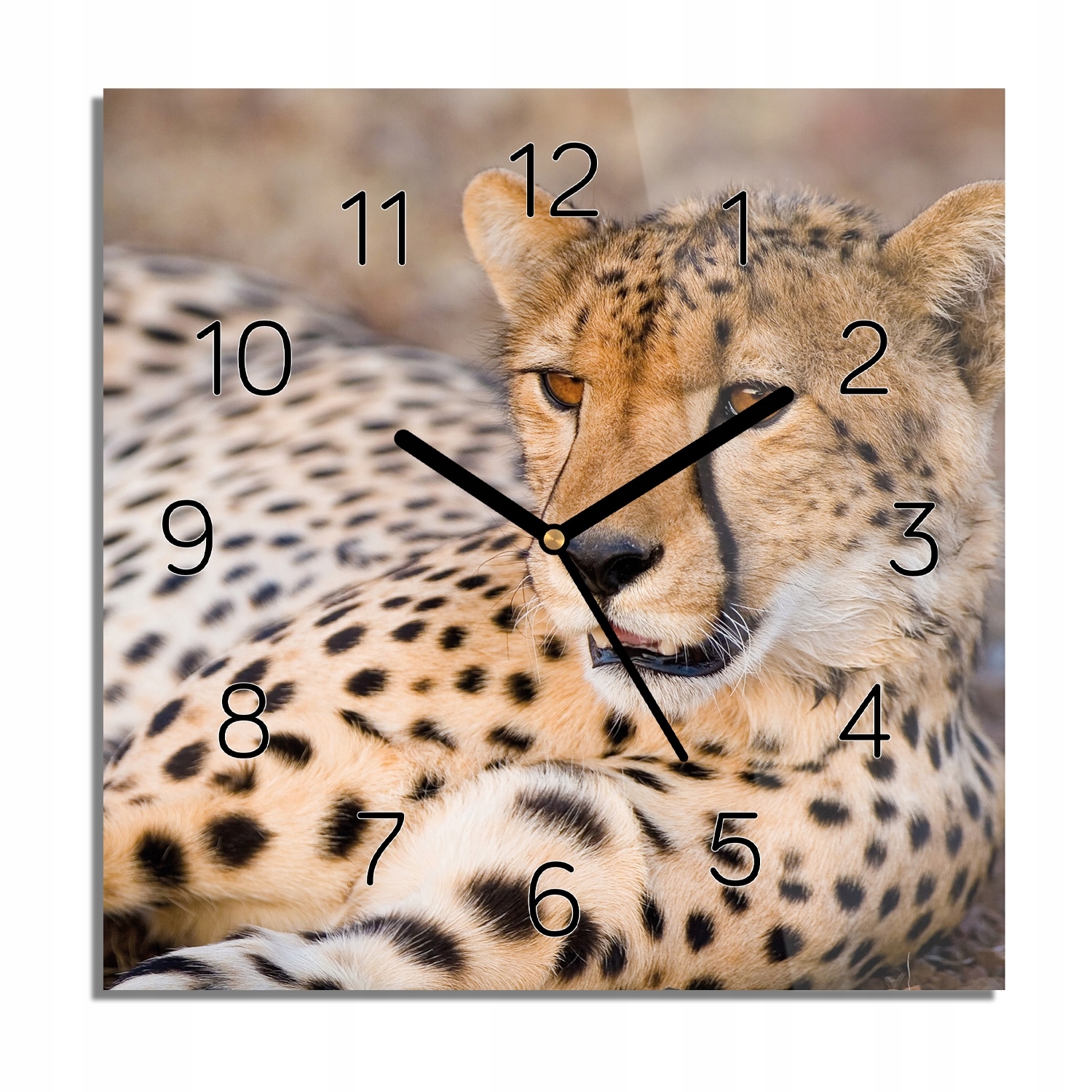 

Gepard grzywiasty zegar na szkle do salonu 30x30